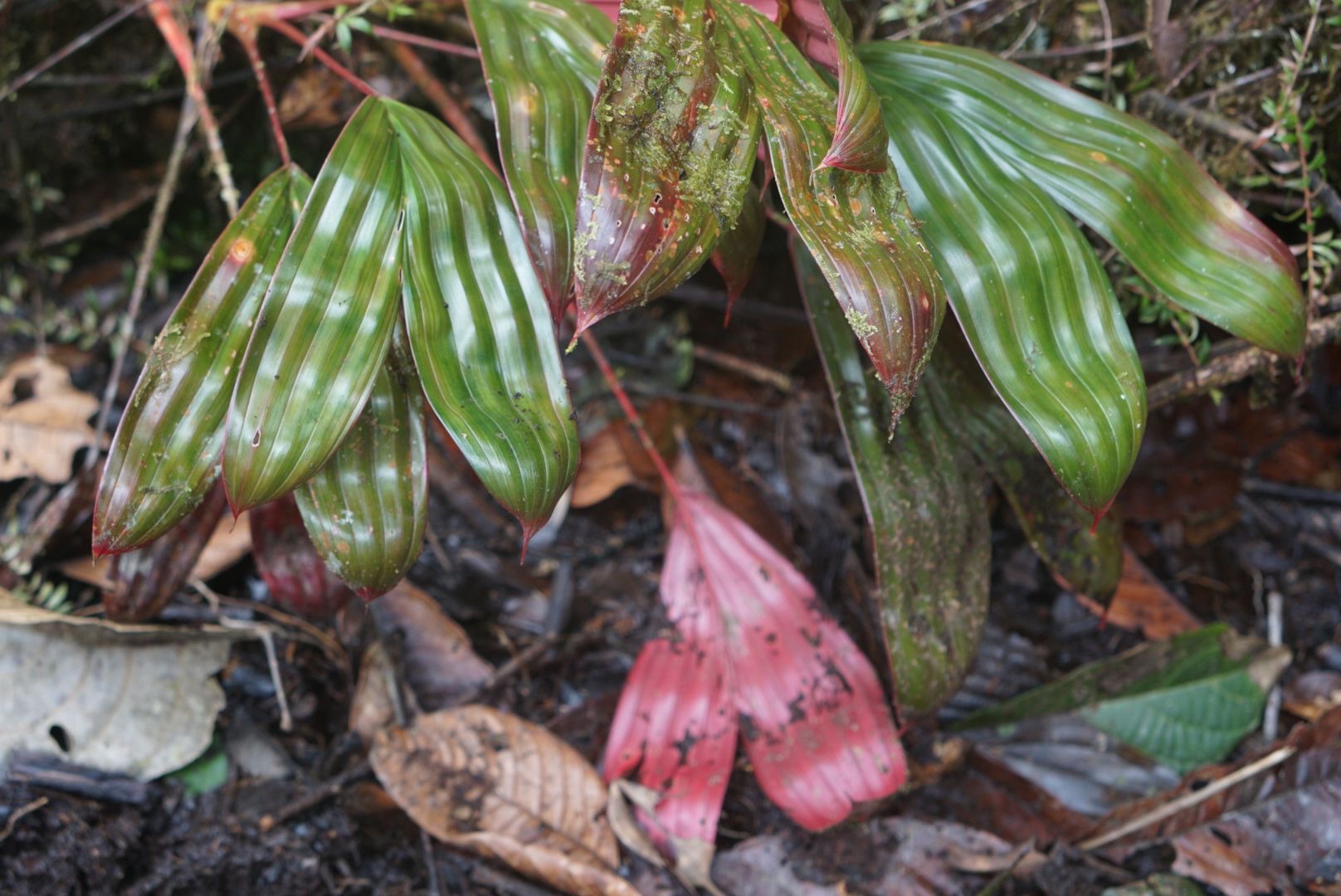 Asplundia aff utilis