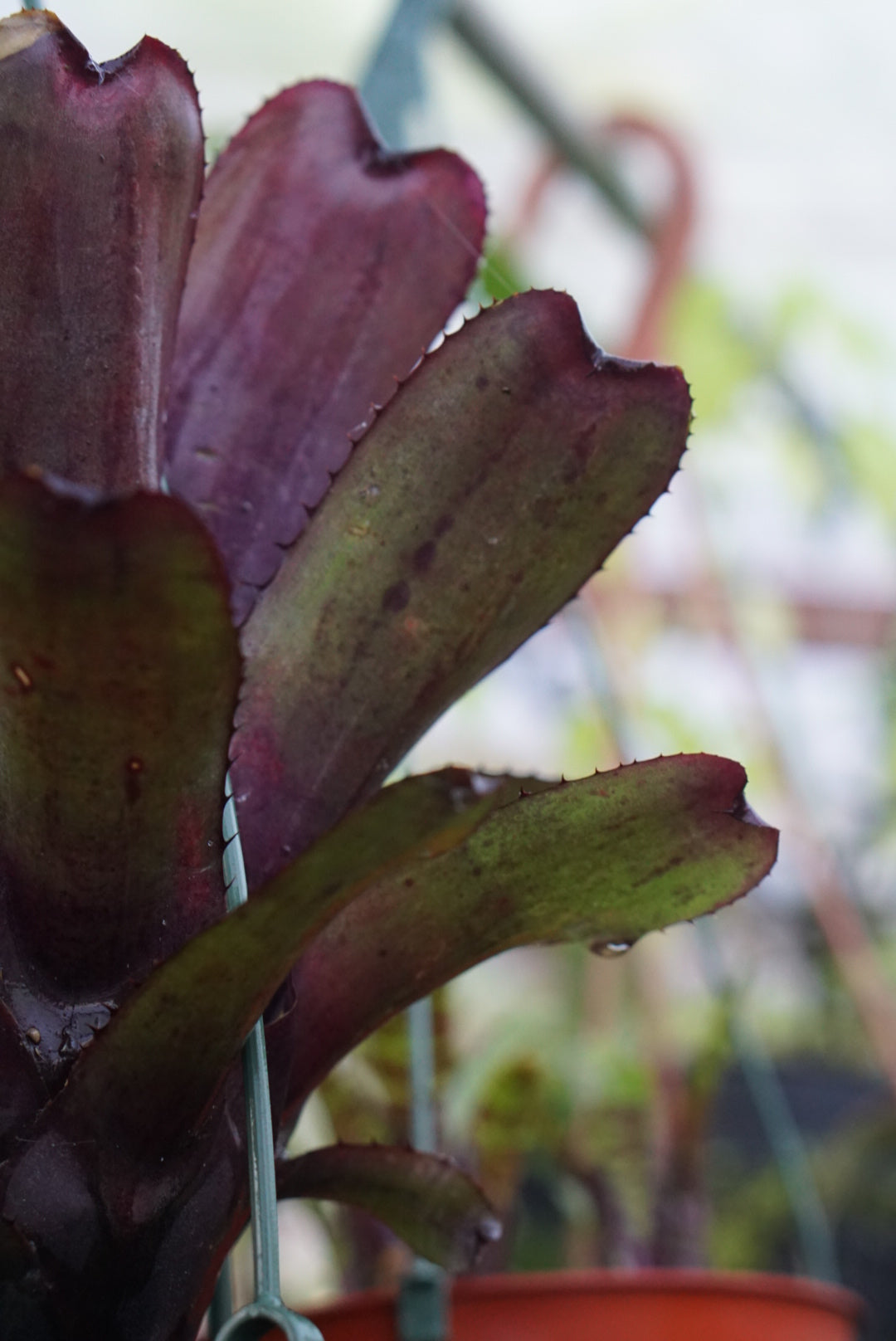 Aechmea nudicalis 'Telephone Hill'