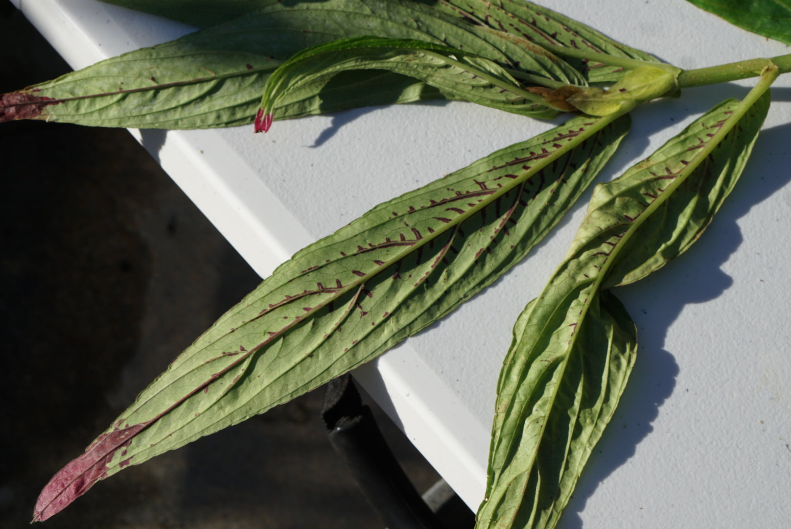 Columnea picta