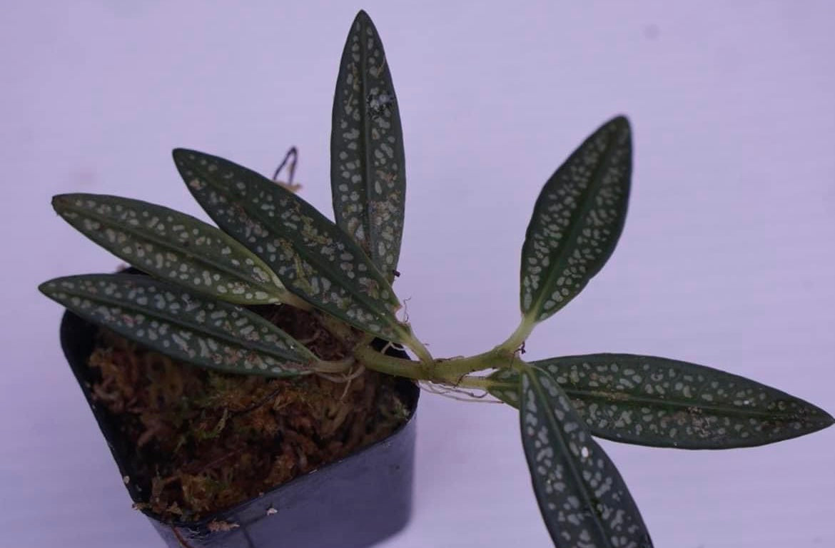 Argostemma sp. Borneo 1