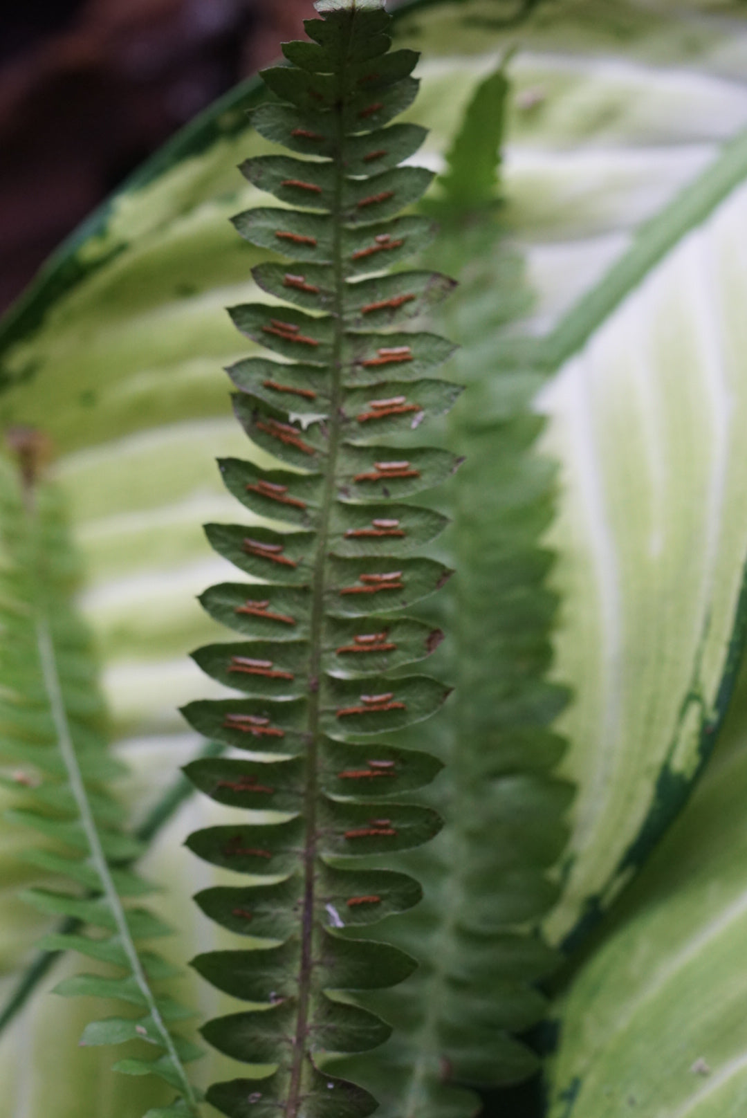 Blechnum sp Andes