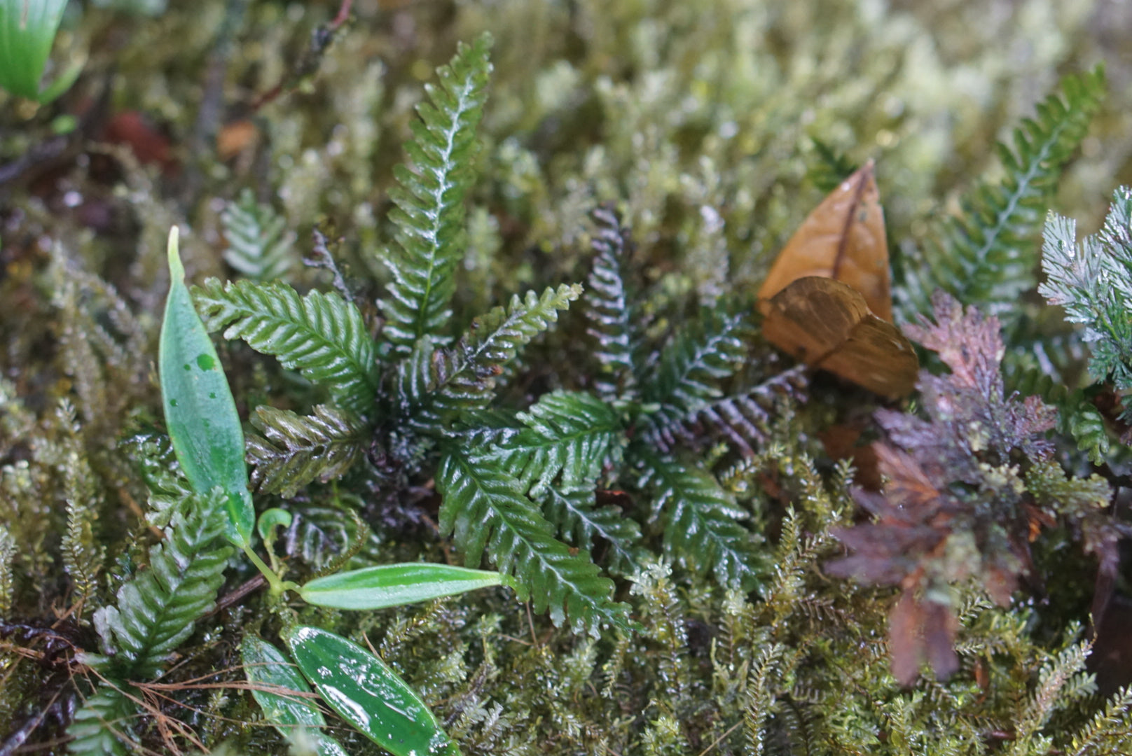Danaea cf tenuicaulis