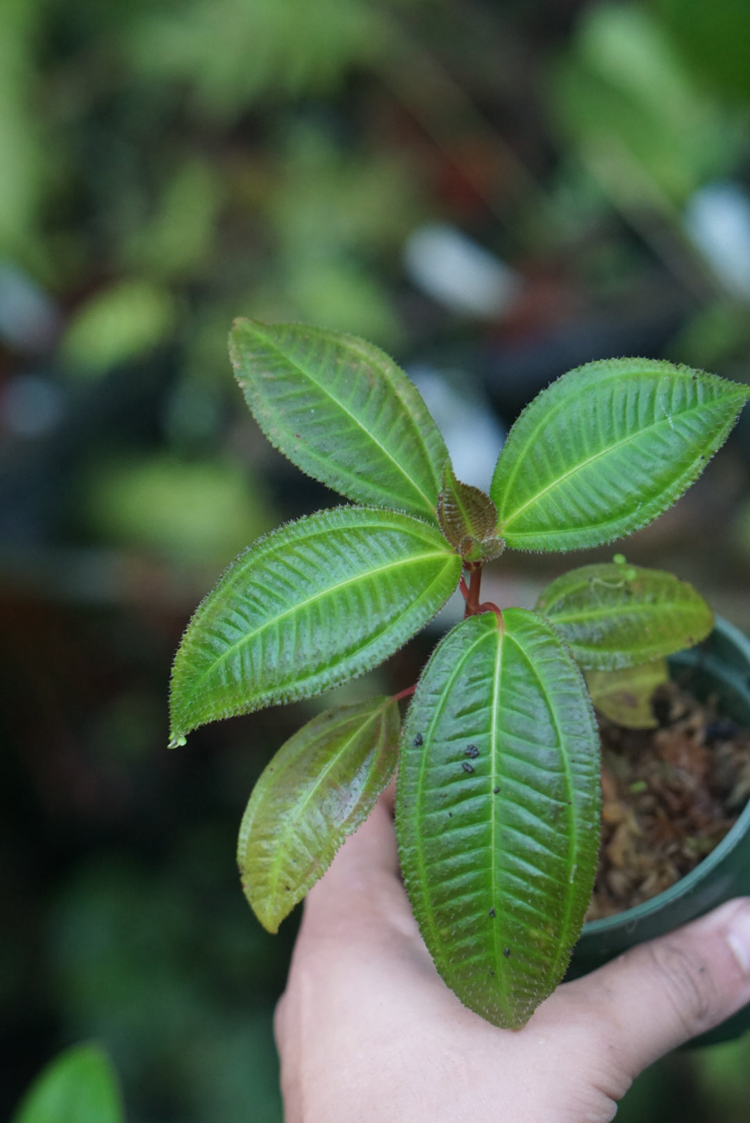 Melastome sp amazonas