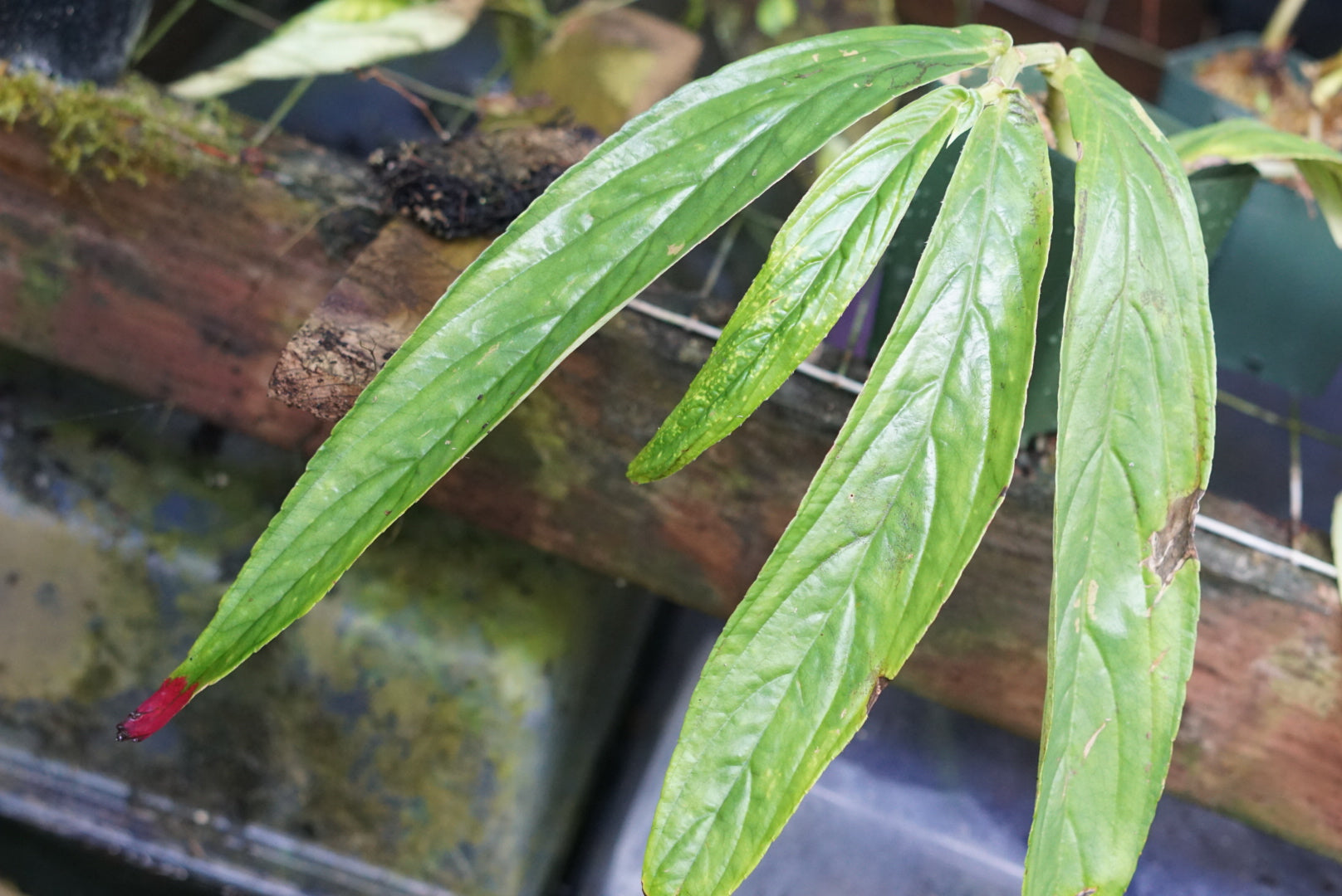 Columnea picta