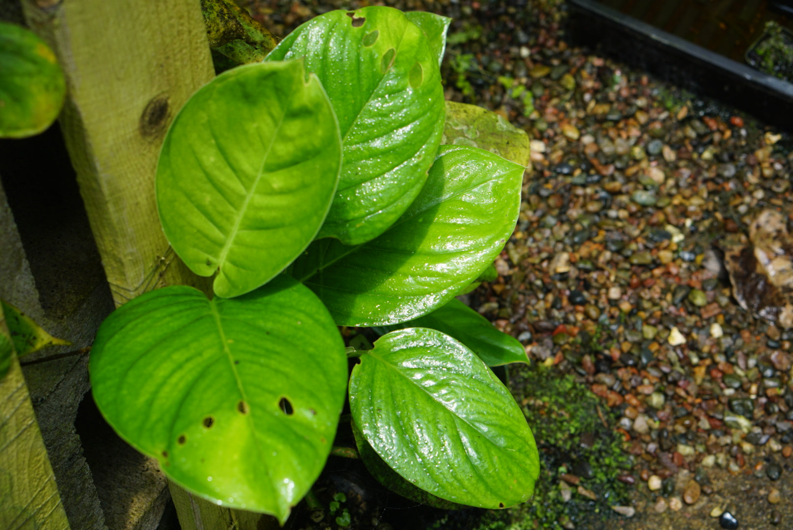 Philodendron sp. Napo