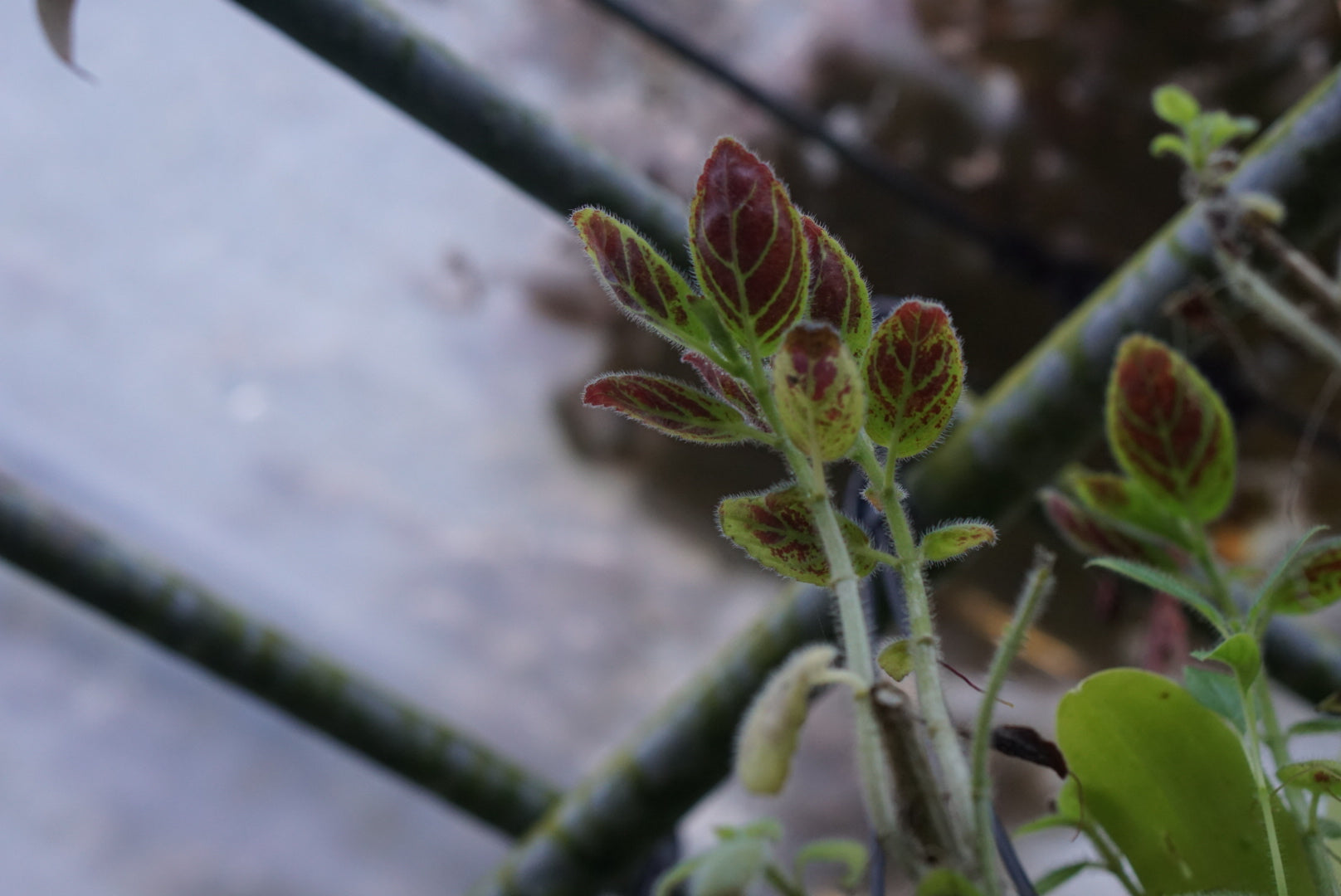 Columnea spathulata - Mindo