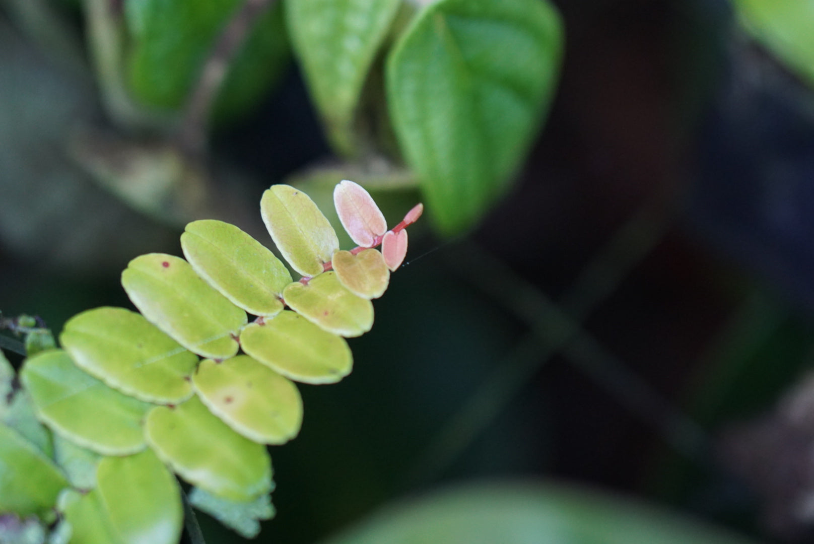 Marcgravia sp. Bocas del Toro