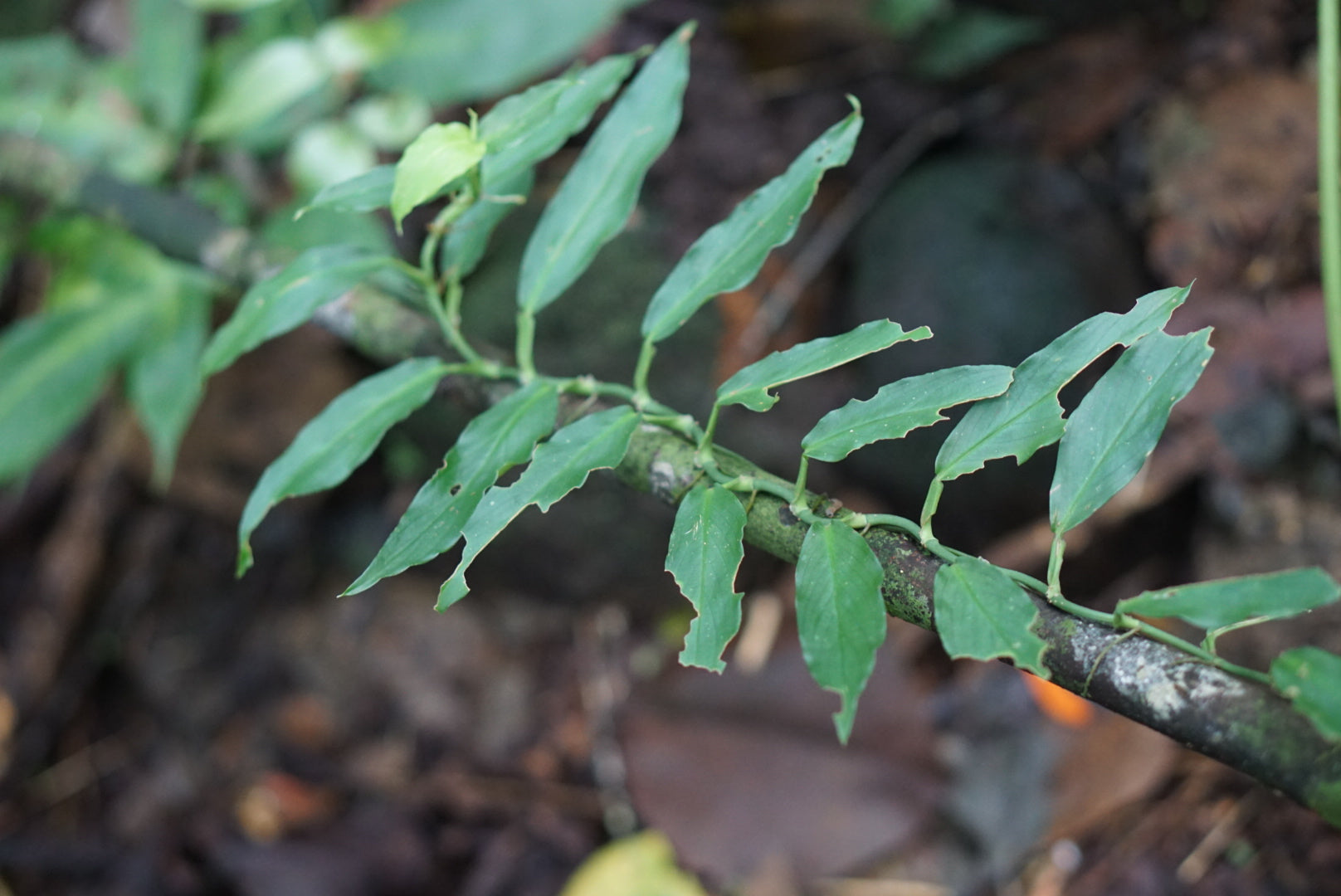 Philodendron pteromischum - napo