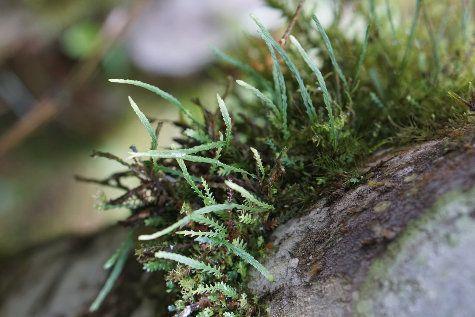 Cochlidium serrulatum