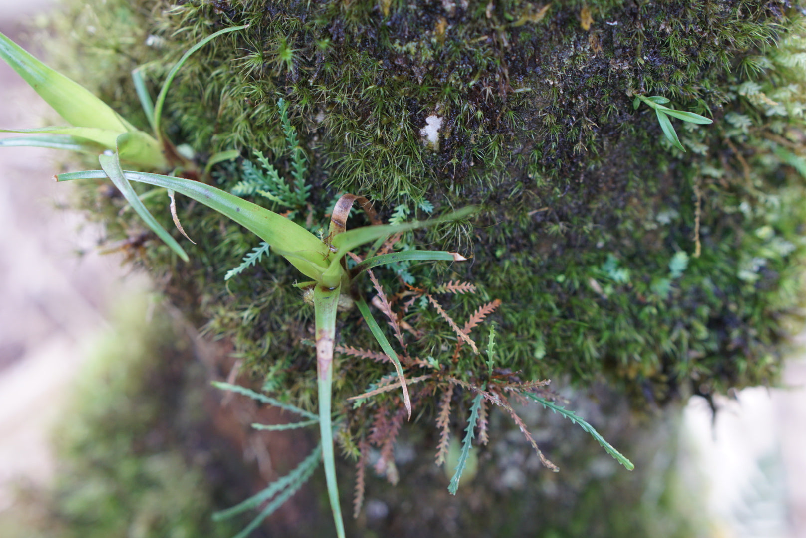 Cochlidium serrulatum