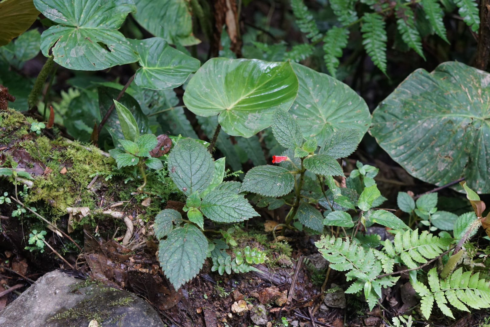 Kohleria villosa