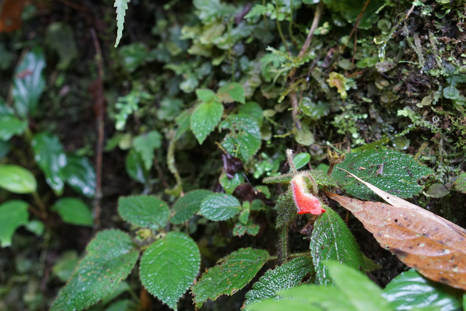 Kohleria villosa