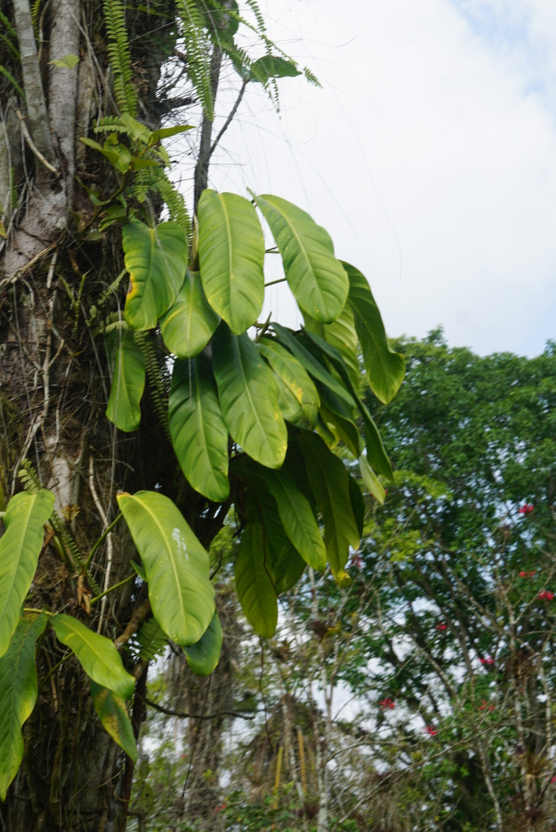 Plant bundle package