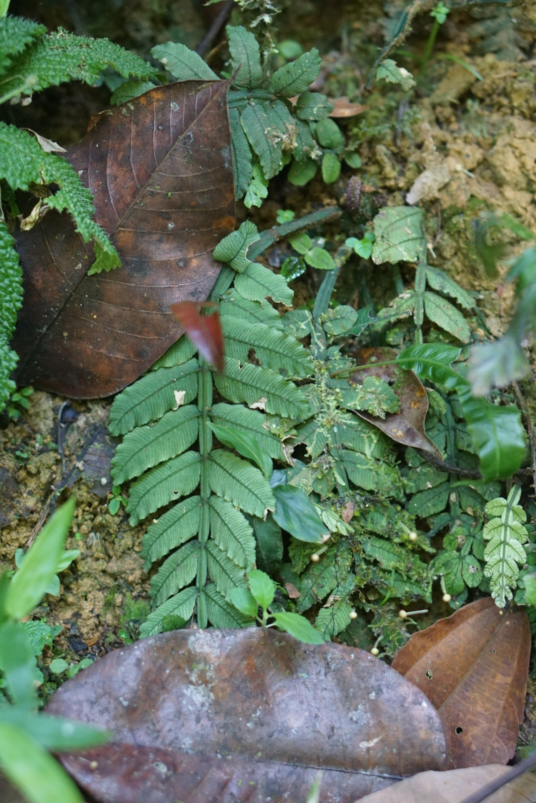 Danaea lanceolata
