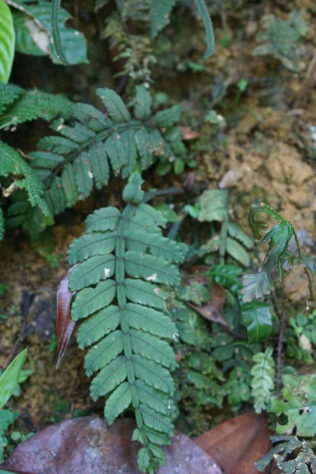 Danaea lanceolata