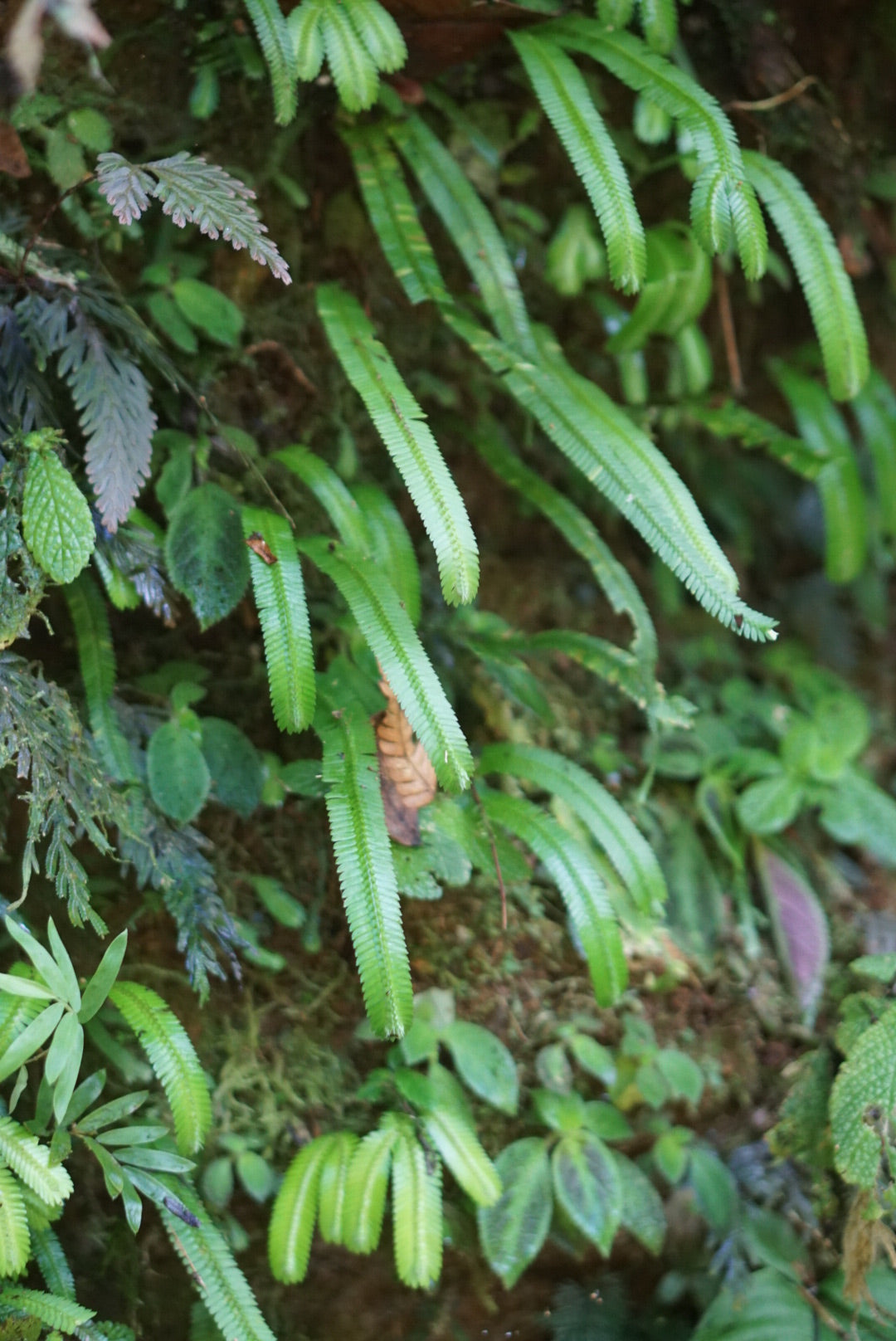 Selaginella speciosa - condor