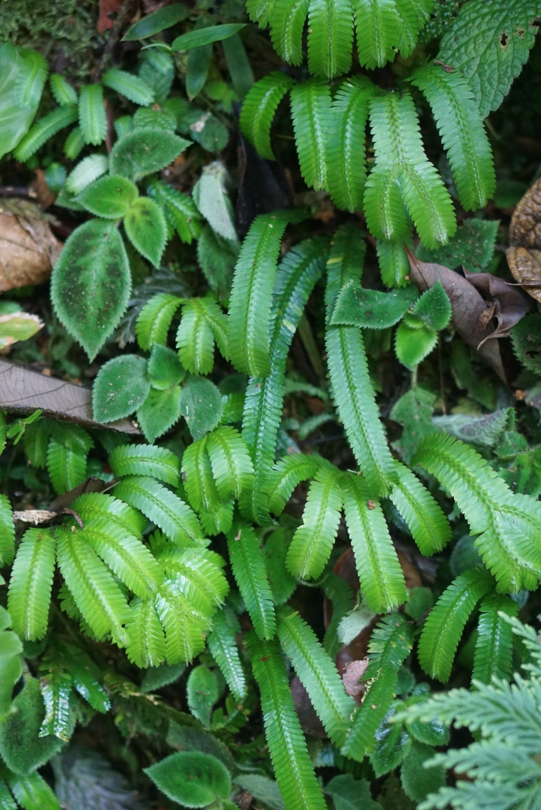 Selaginella speciosa - condor