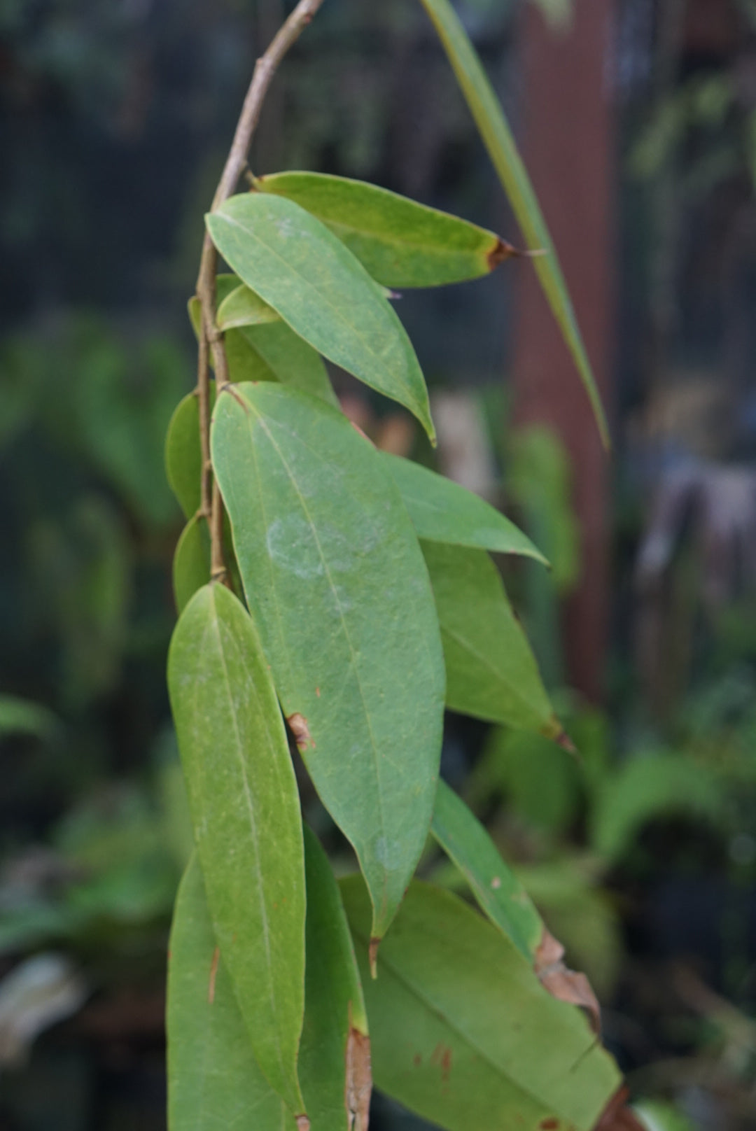 Ceratostemma sp Zamora