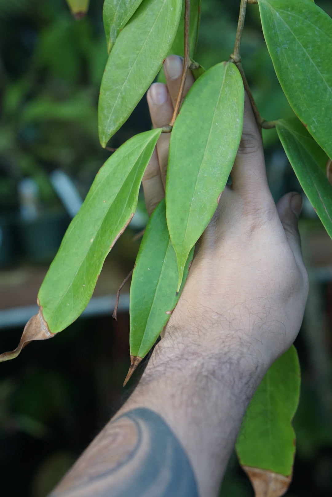 Ceratostemma sp Zamora