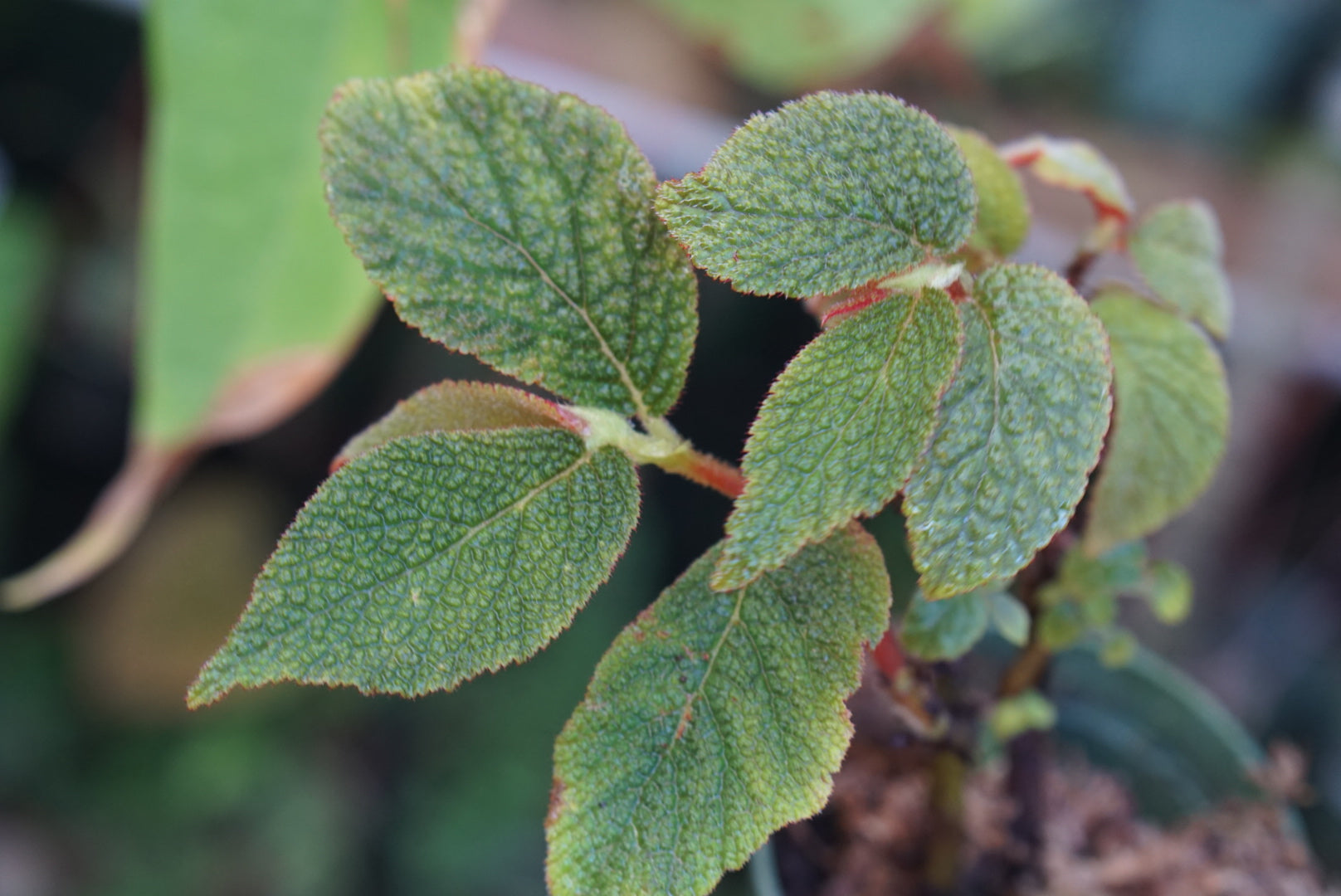 Begonia lehmannii