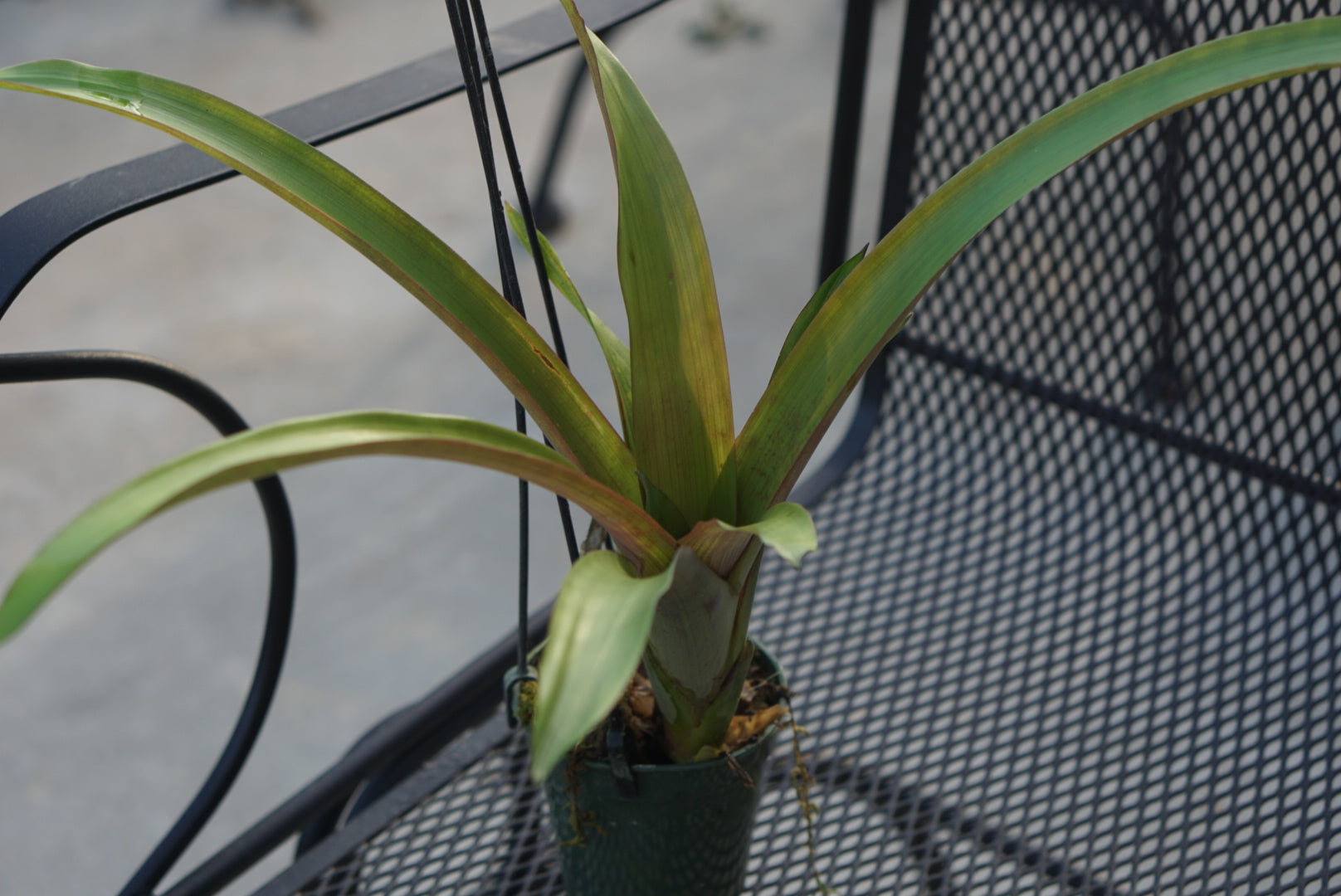 Guzmania sp Choco