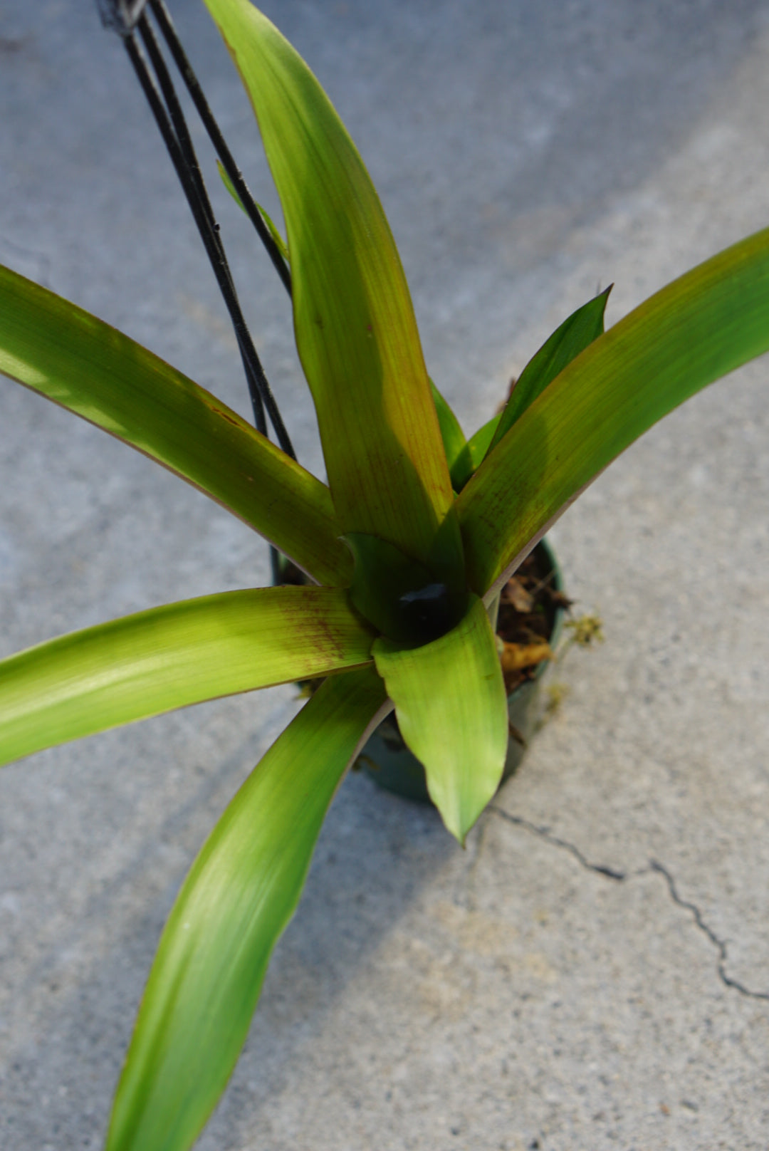 Guzmania sp Choco