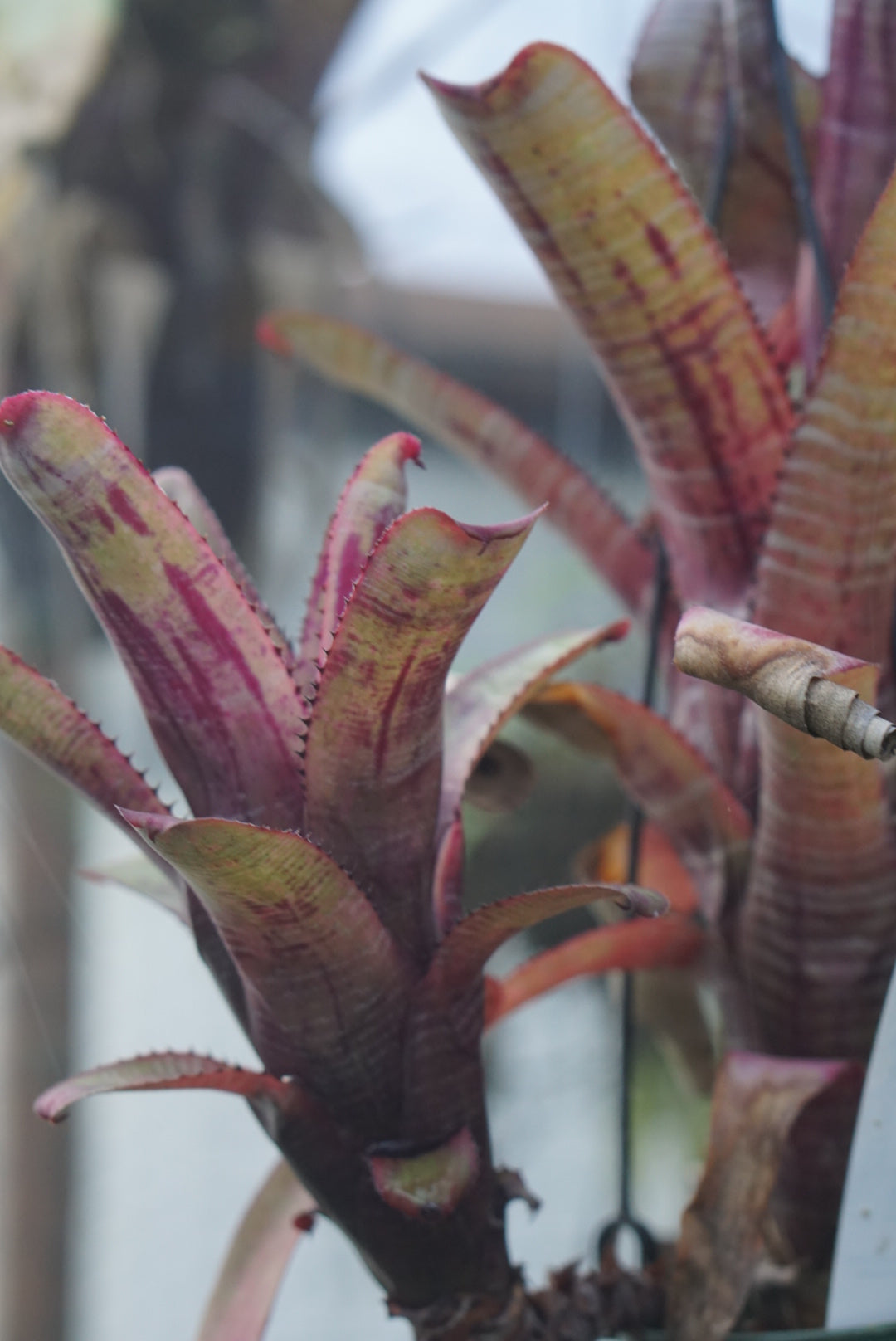 Aechmea nudicaulis 'Seidel'