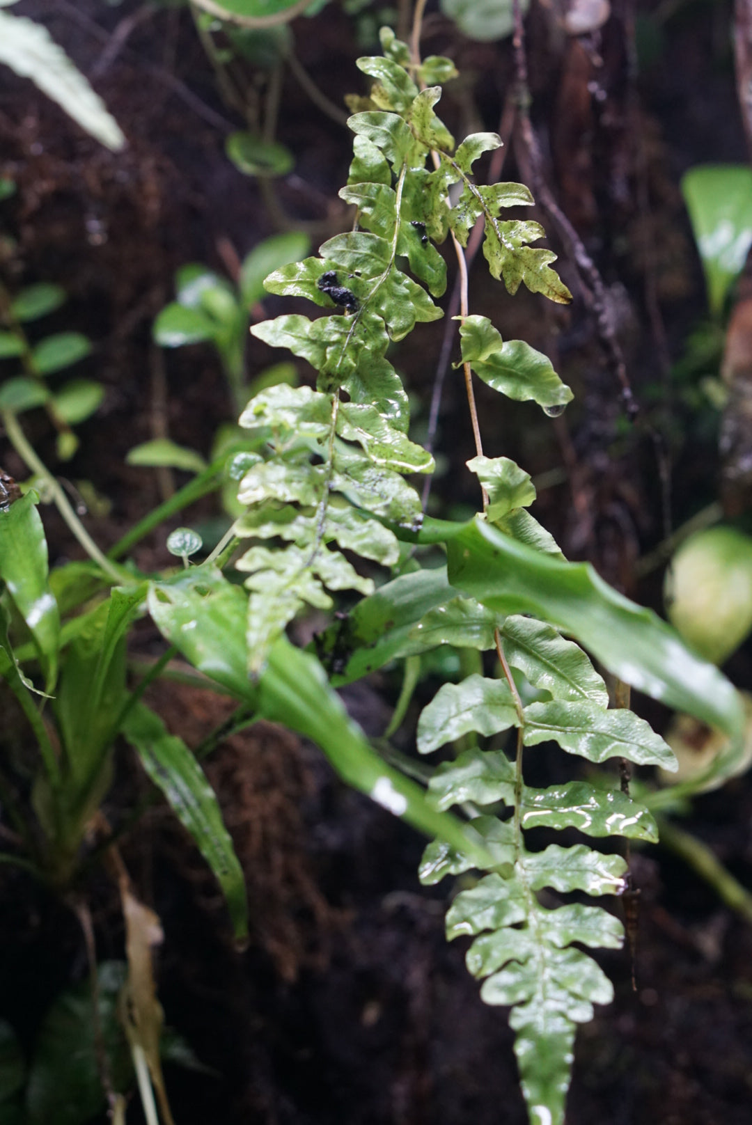 Blechnum sp Mindo