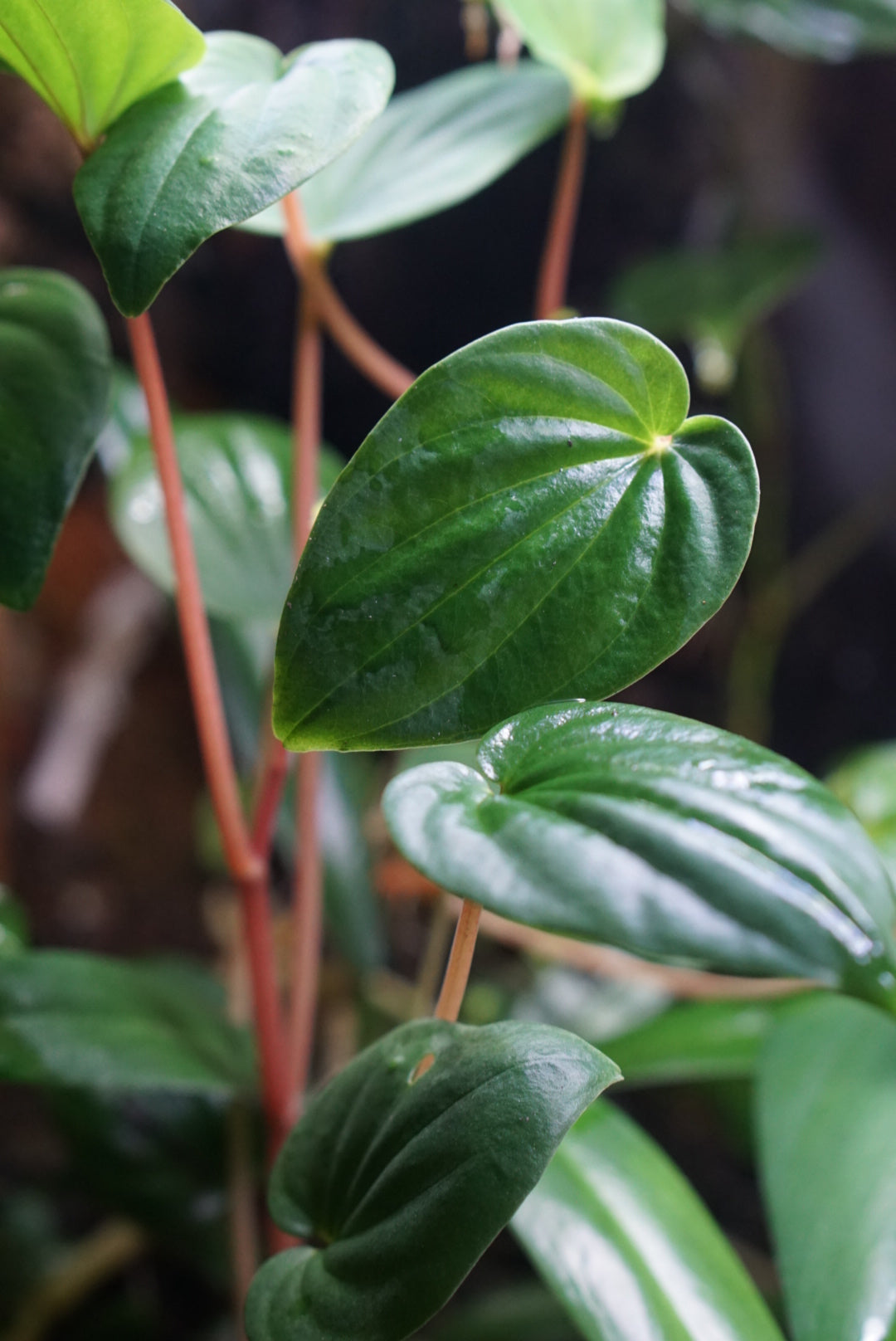 Peperomia sp Mindo 2