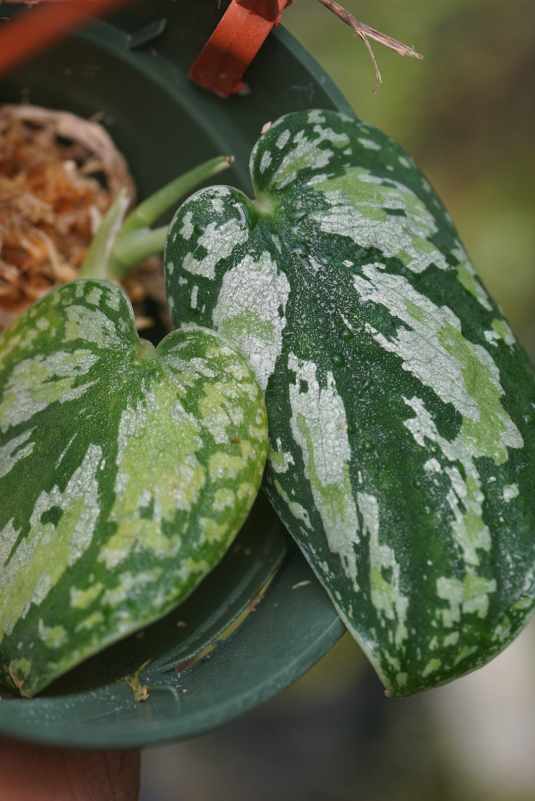 Scindapsus pictus (tricolor)