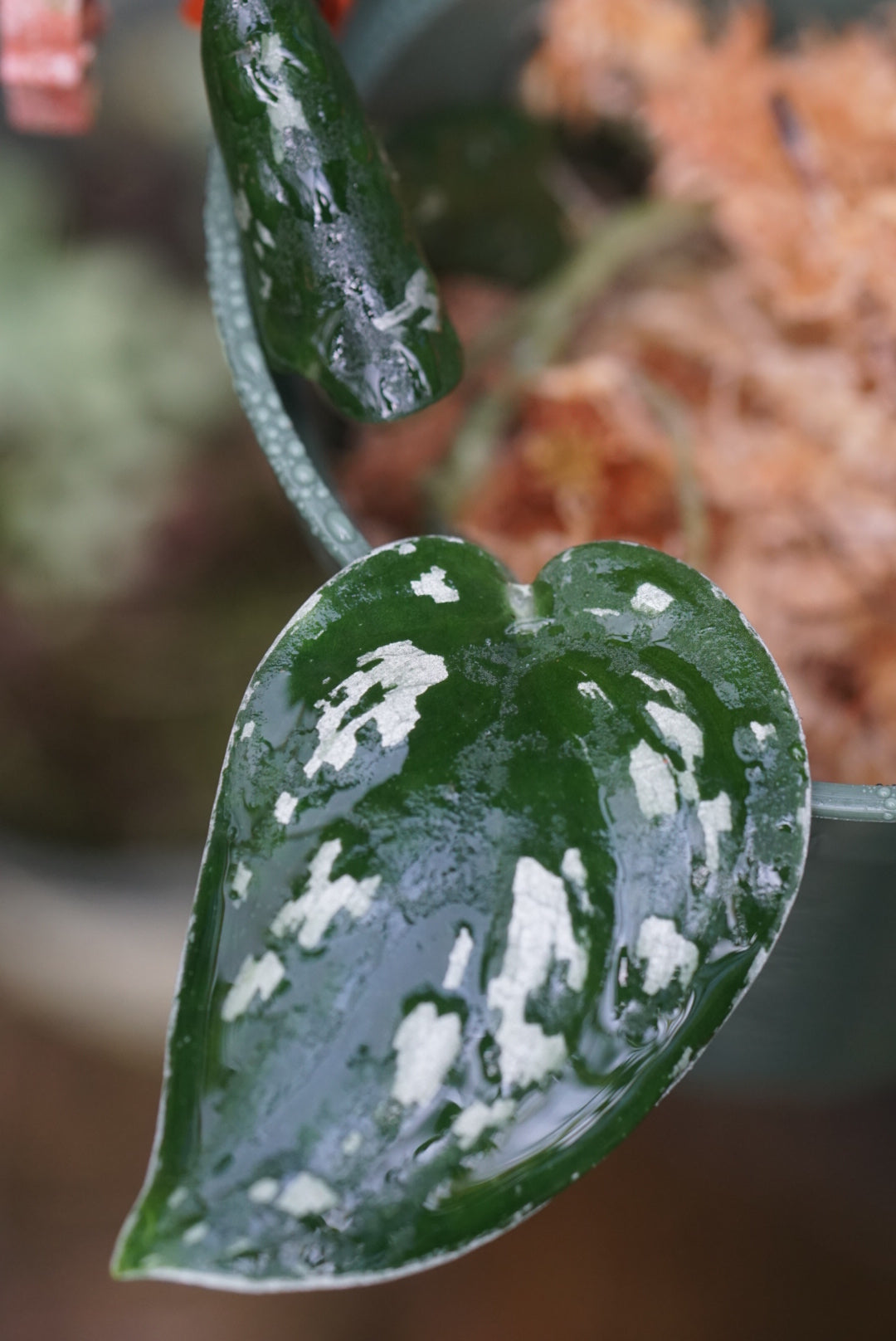 Scindapsus pictus “ Argyraeus Dark”