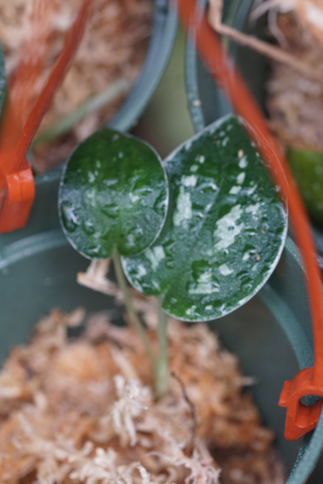 Scindapsus pictus “ Argyraeus Dark”