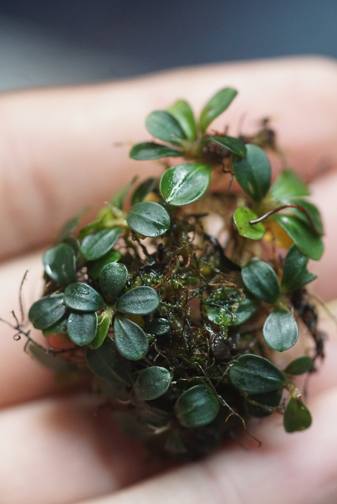 Bucephalandra sp. 