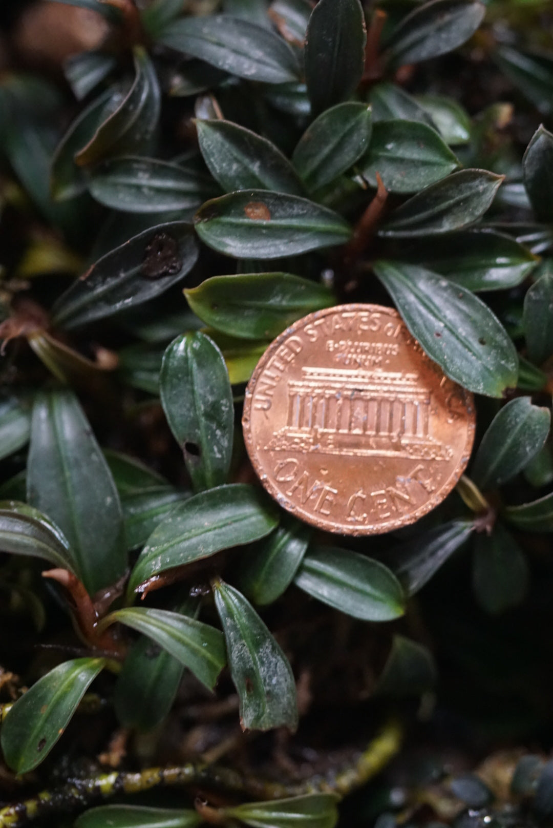 Bucephalandra pygmaea - Kerihun