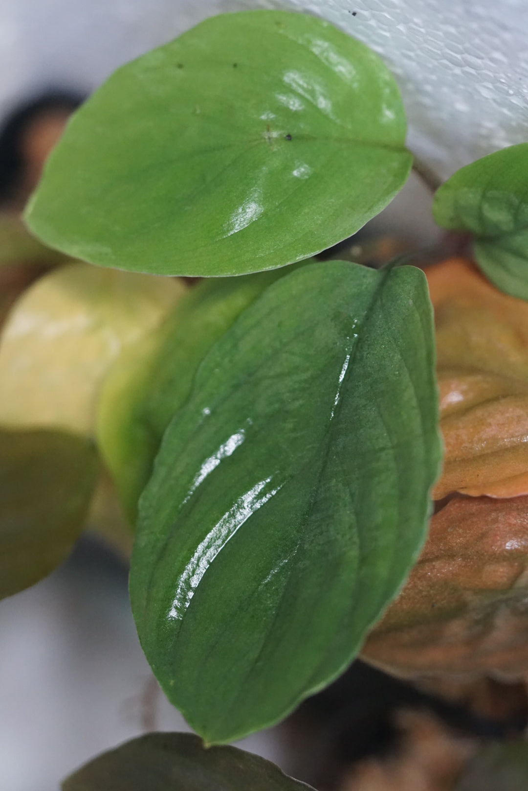 Homalomena humilis (green)
