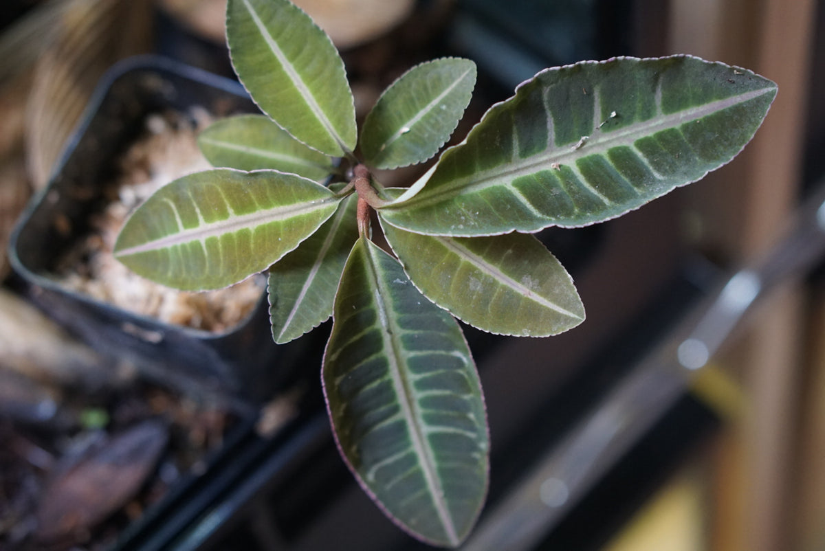 Not Normal Exotics Emblemantha Urnulata (normal) | Atlas Exotics