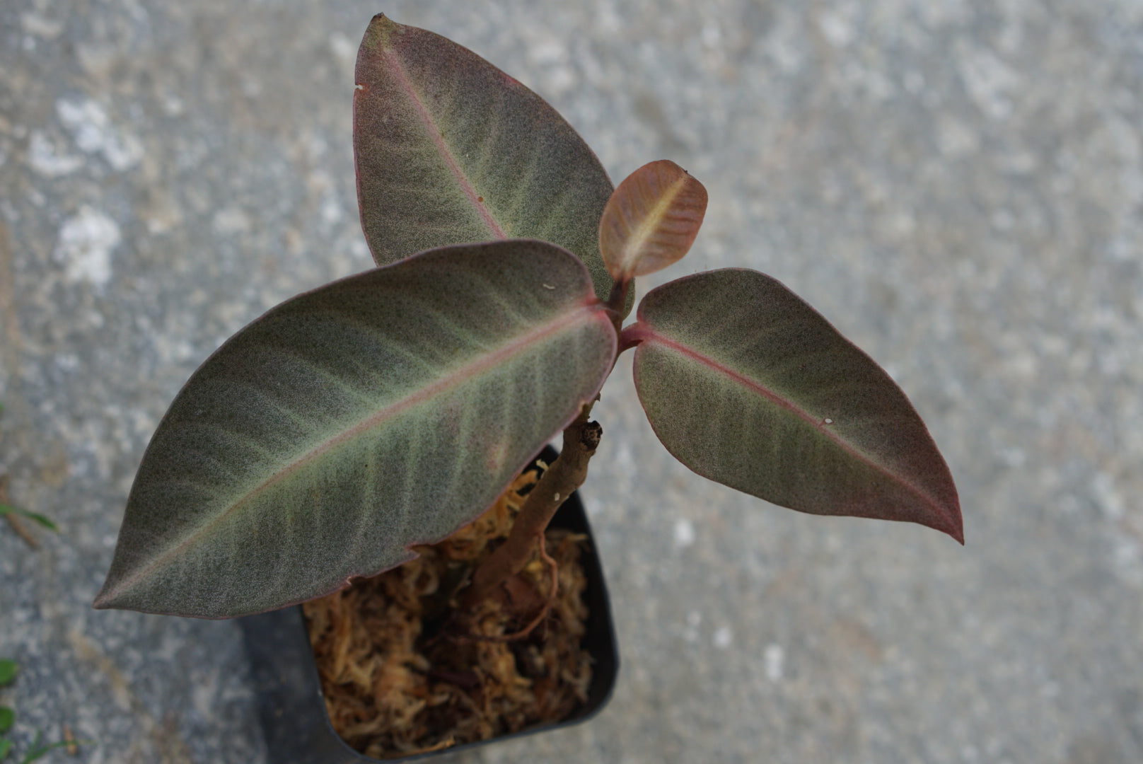 Ardisia sp Riau