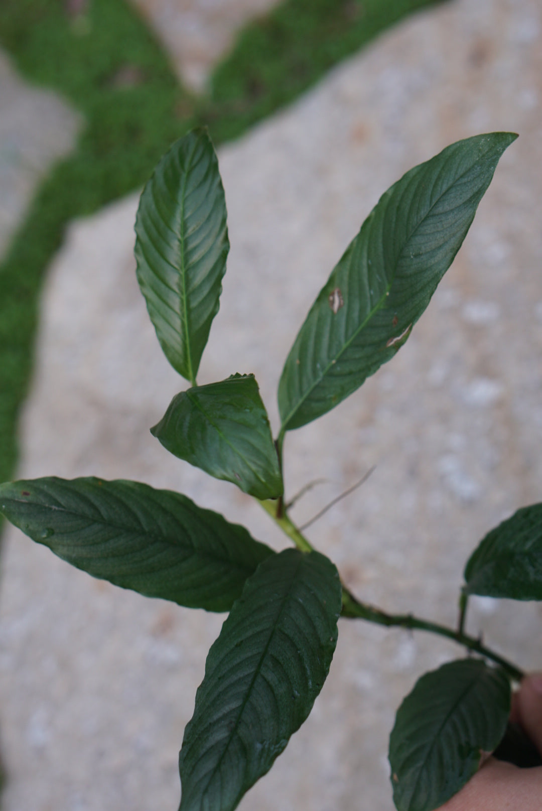 Rhodospatha aff wenlandii