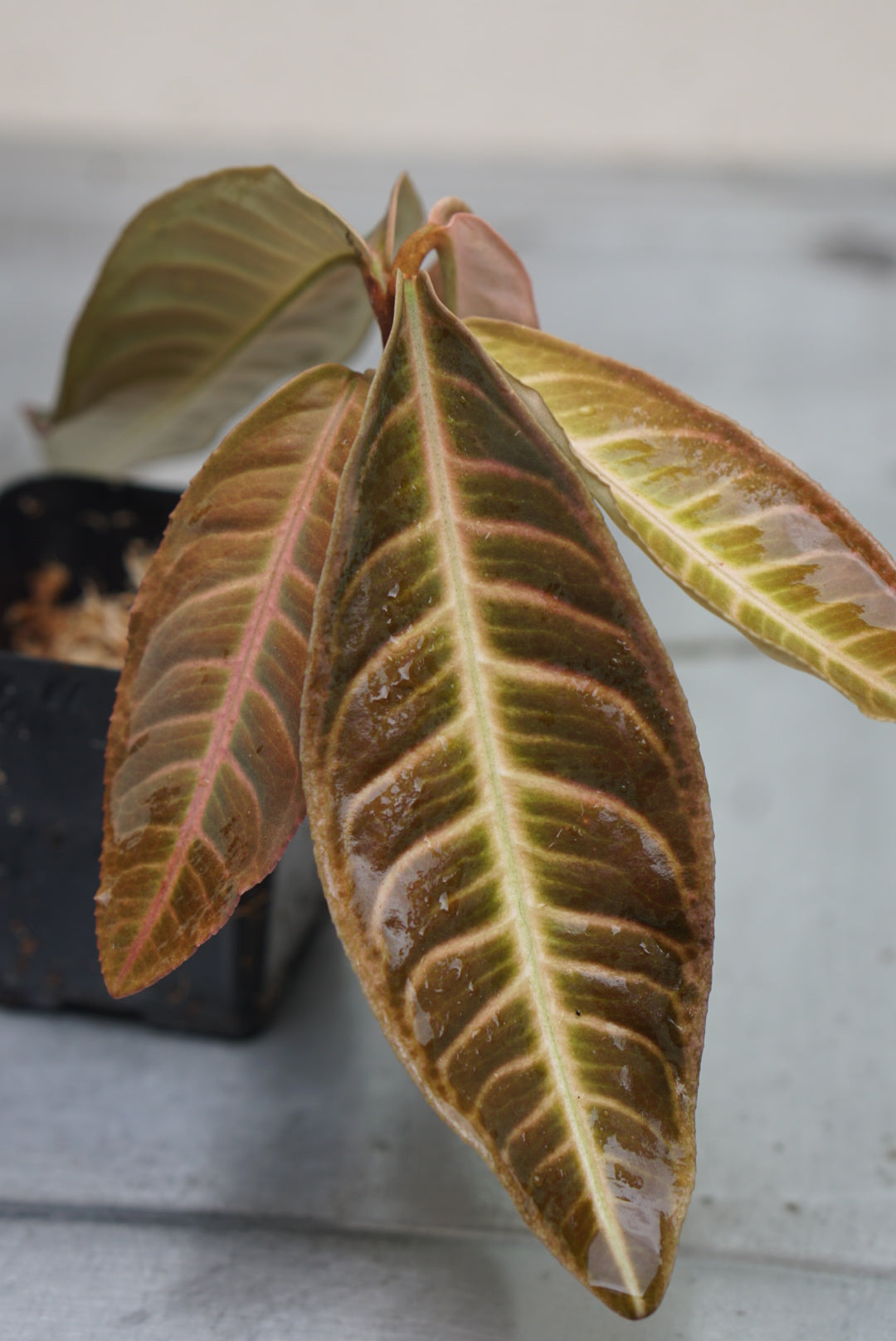 Emblemantha Urnulata (dark)