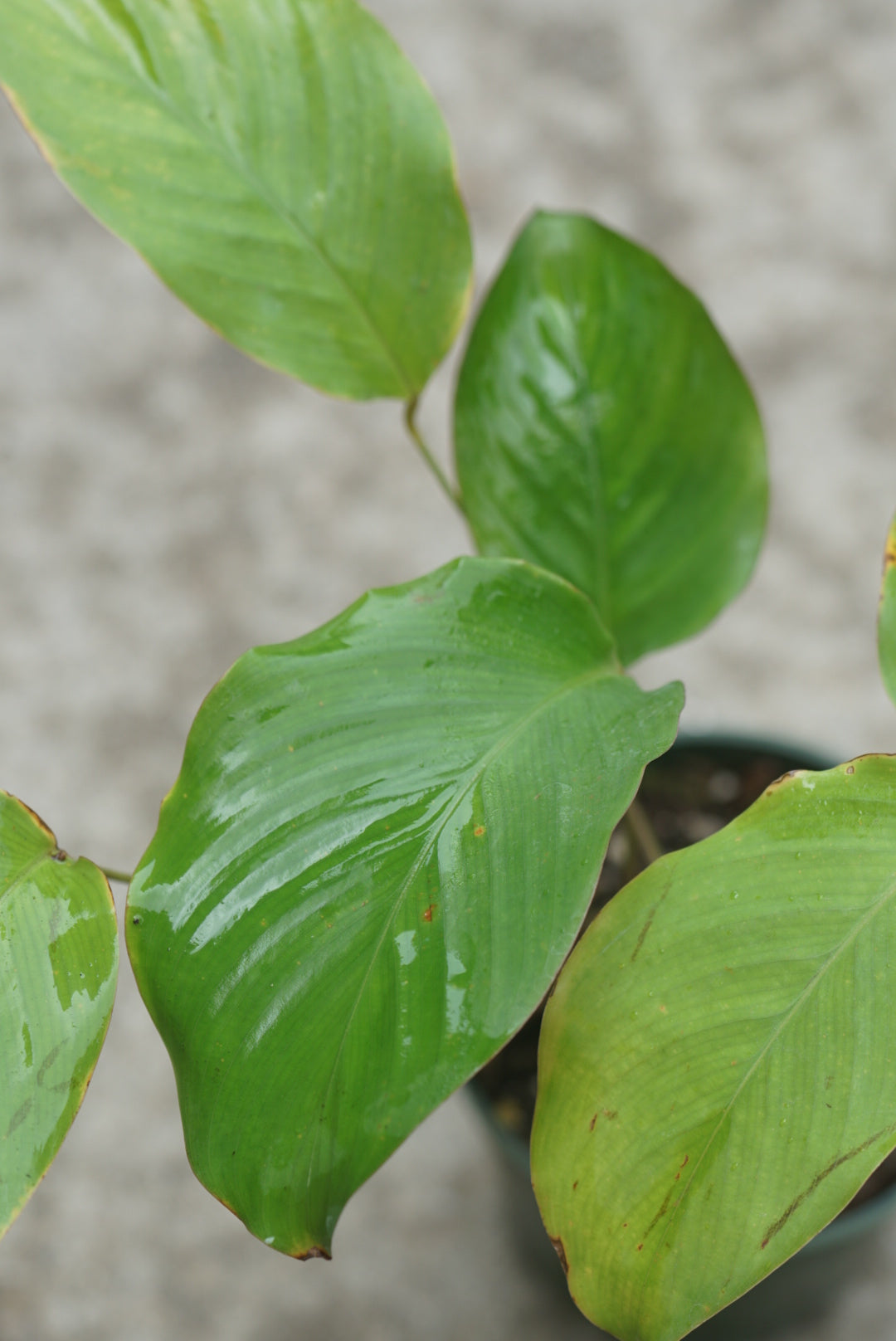 Calatheae cf loeseneri