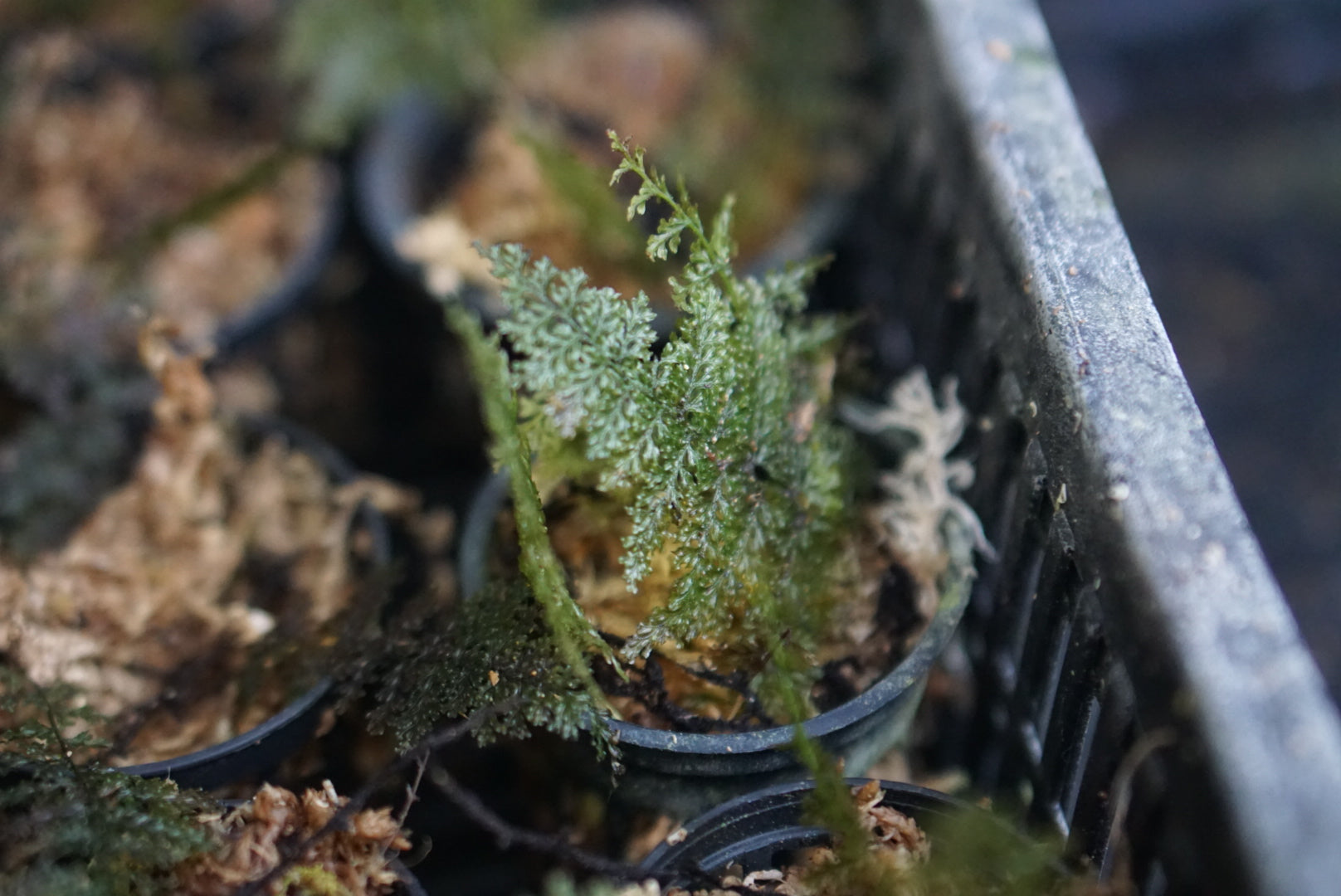 Crepidomanes sp Kalimantan