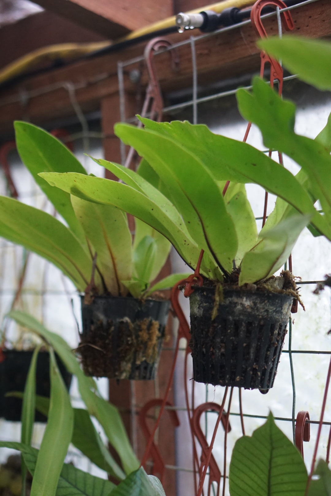Asplenium Nidus