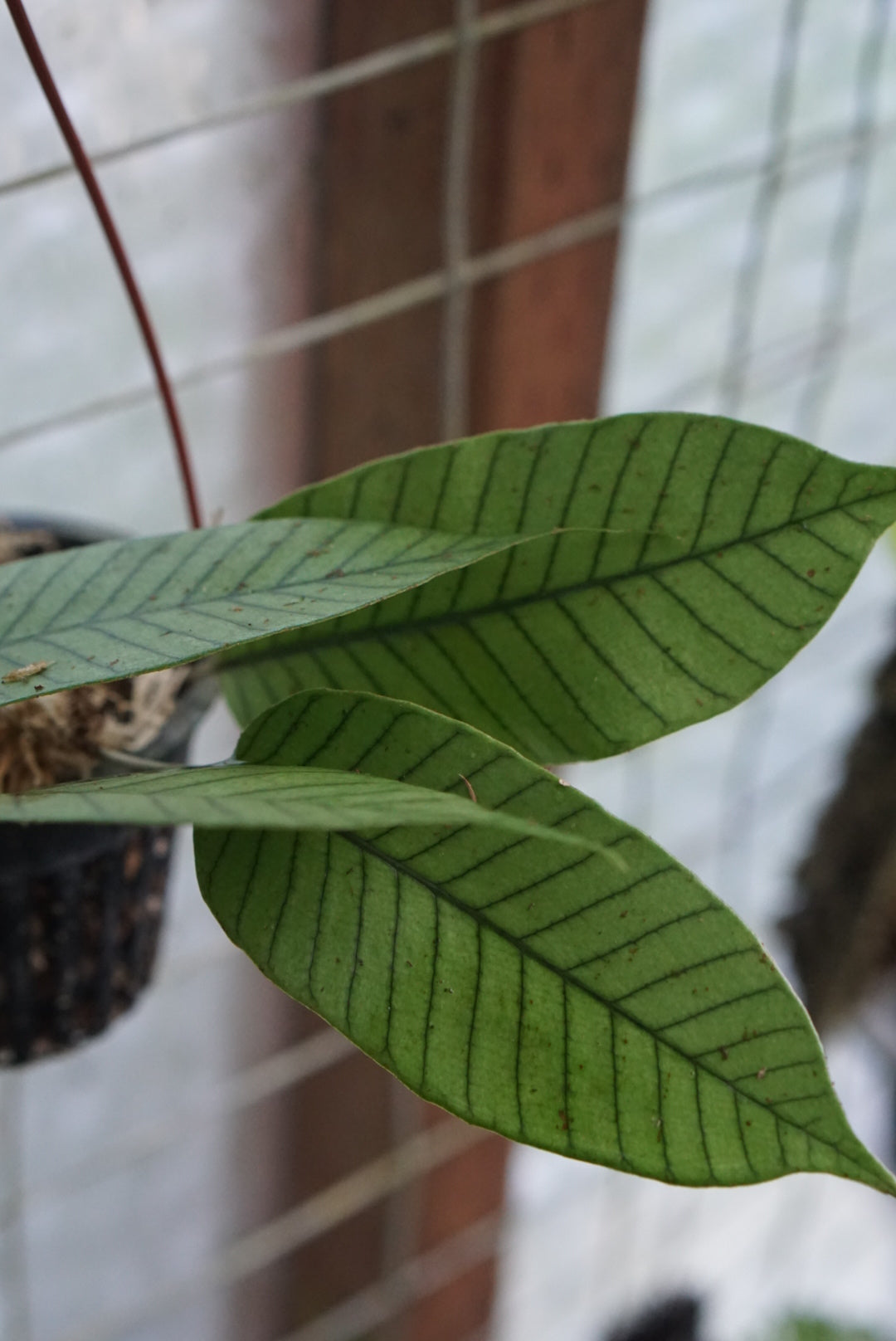 Pyrossia sp Kalimantan