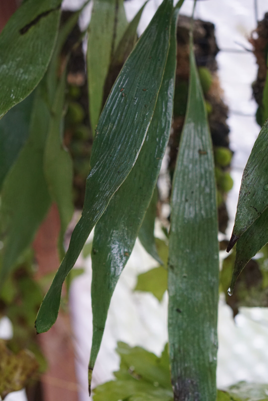 Antrophyum aff parvulum