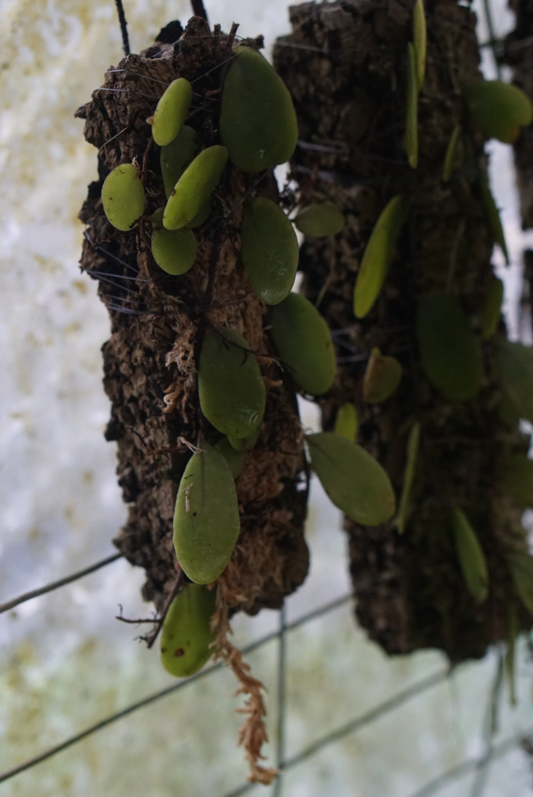 Pyrrosia piloselloides