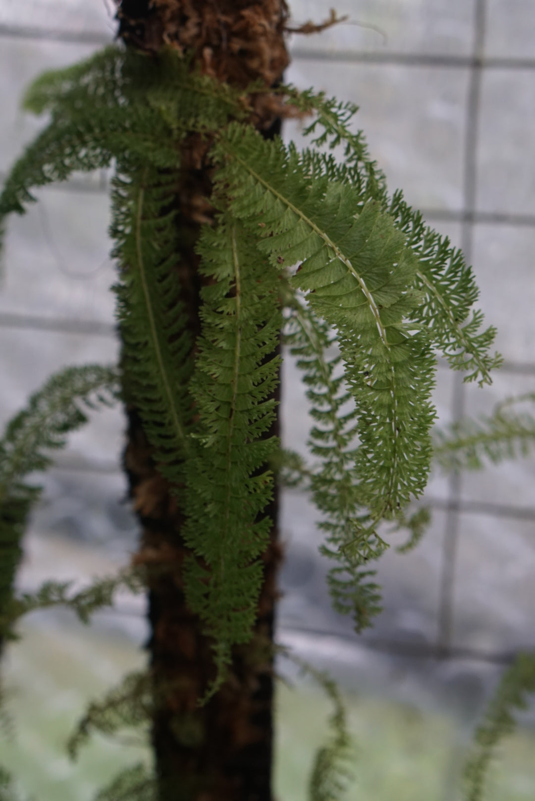 Lindsaea cf repens var. sessilis