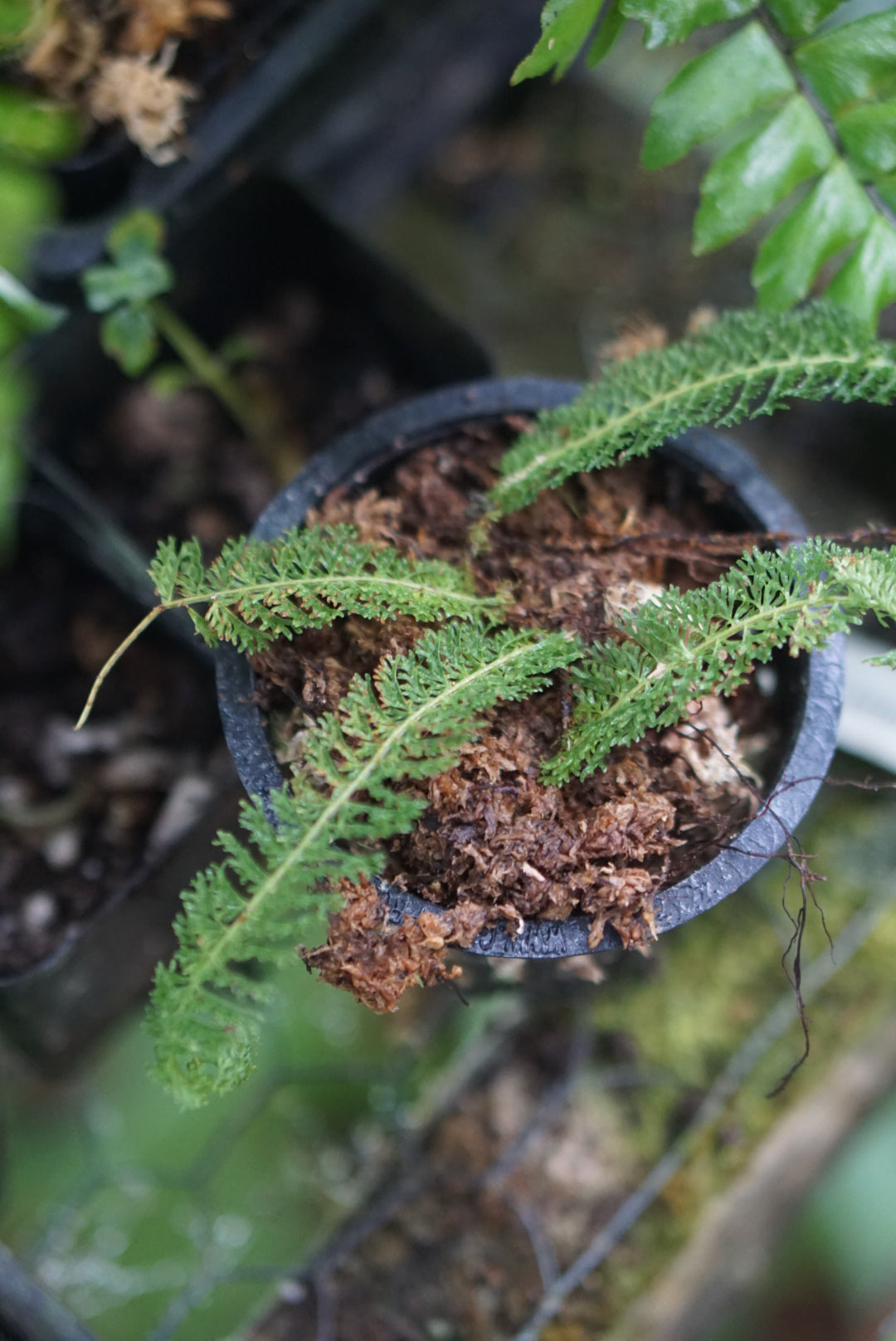 Lindsaea cf repens var. sessilis