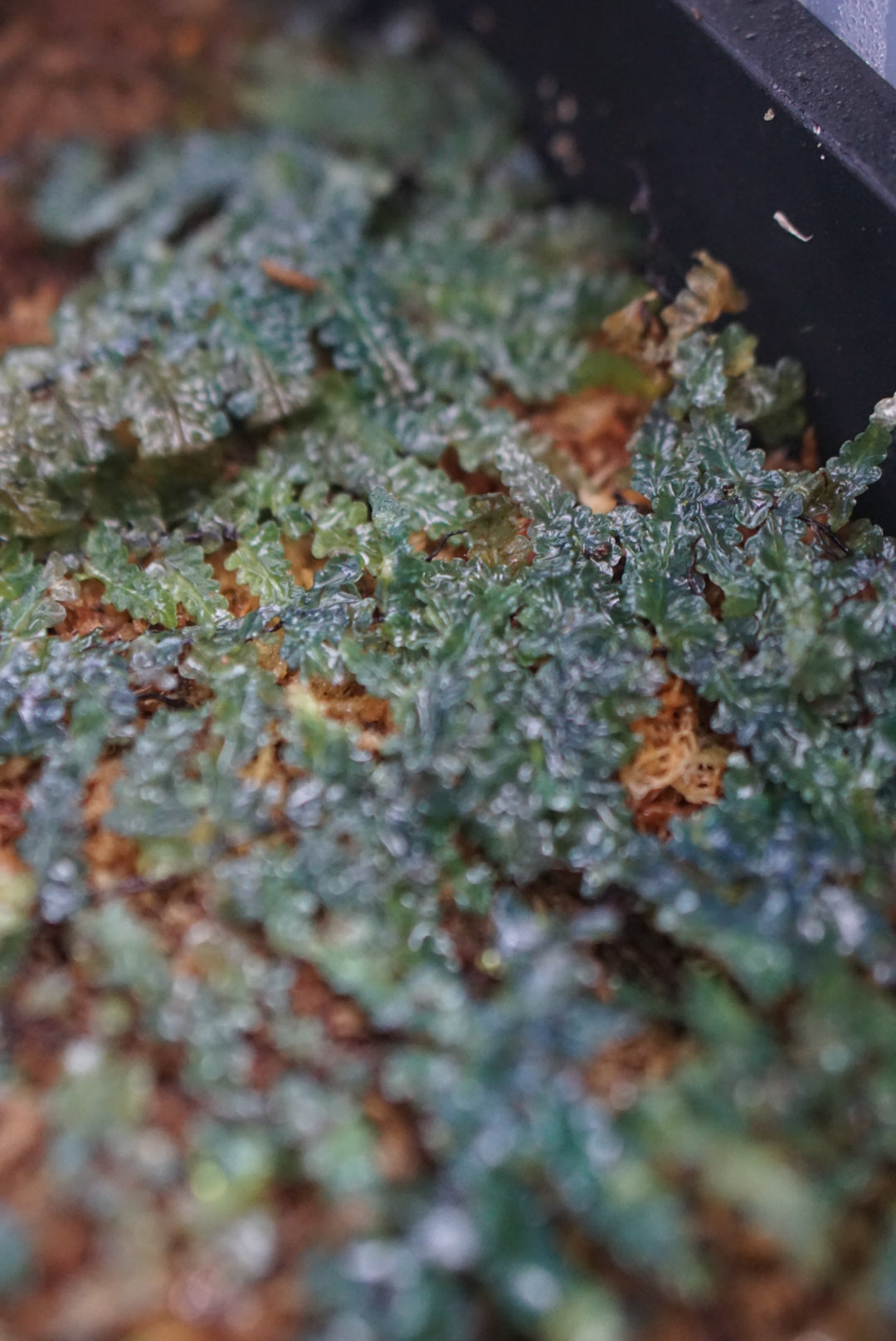 Teratophyllum rotundifoliatum