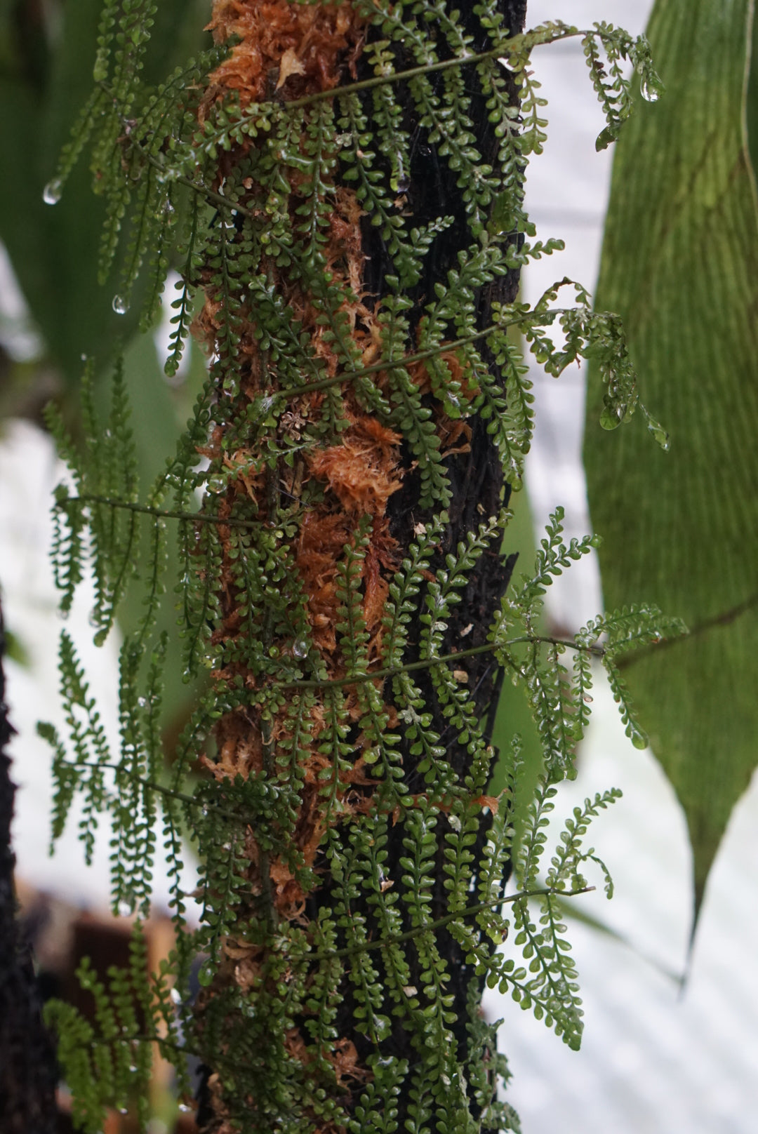 Teratophyllum cf aculeatum