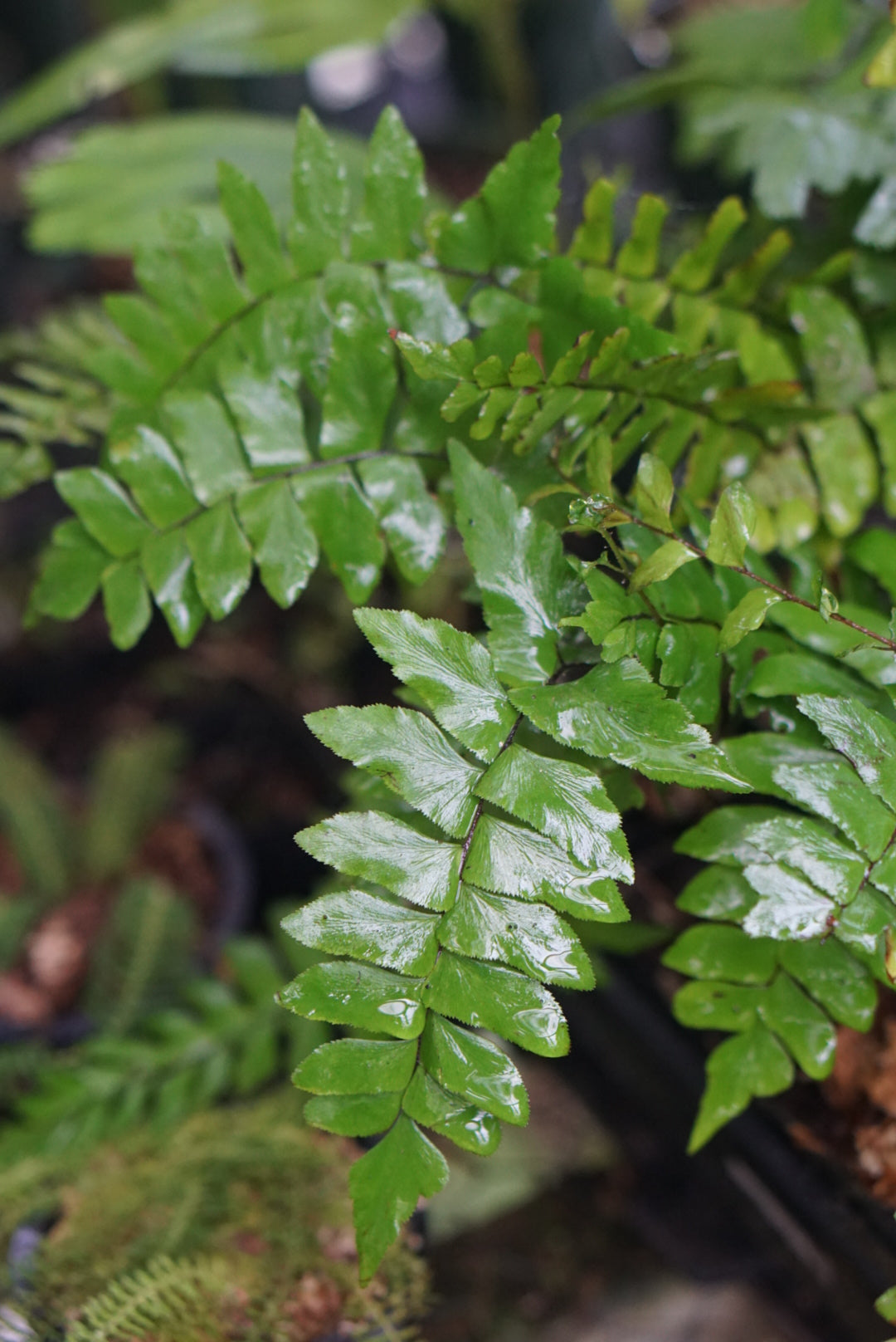 Lindsaea sp Kalimantan